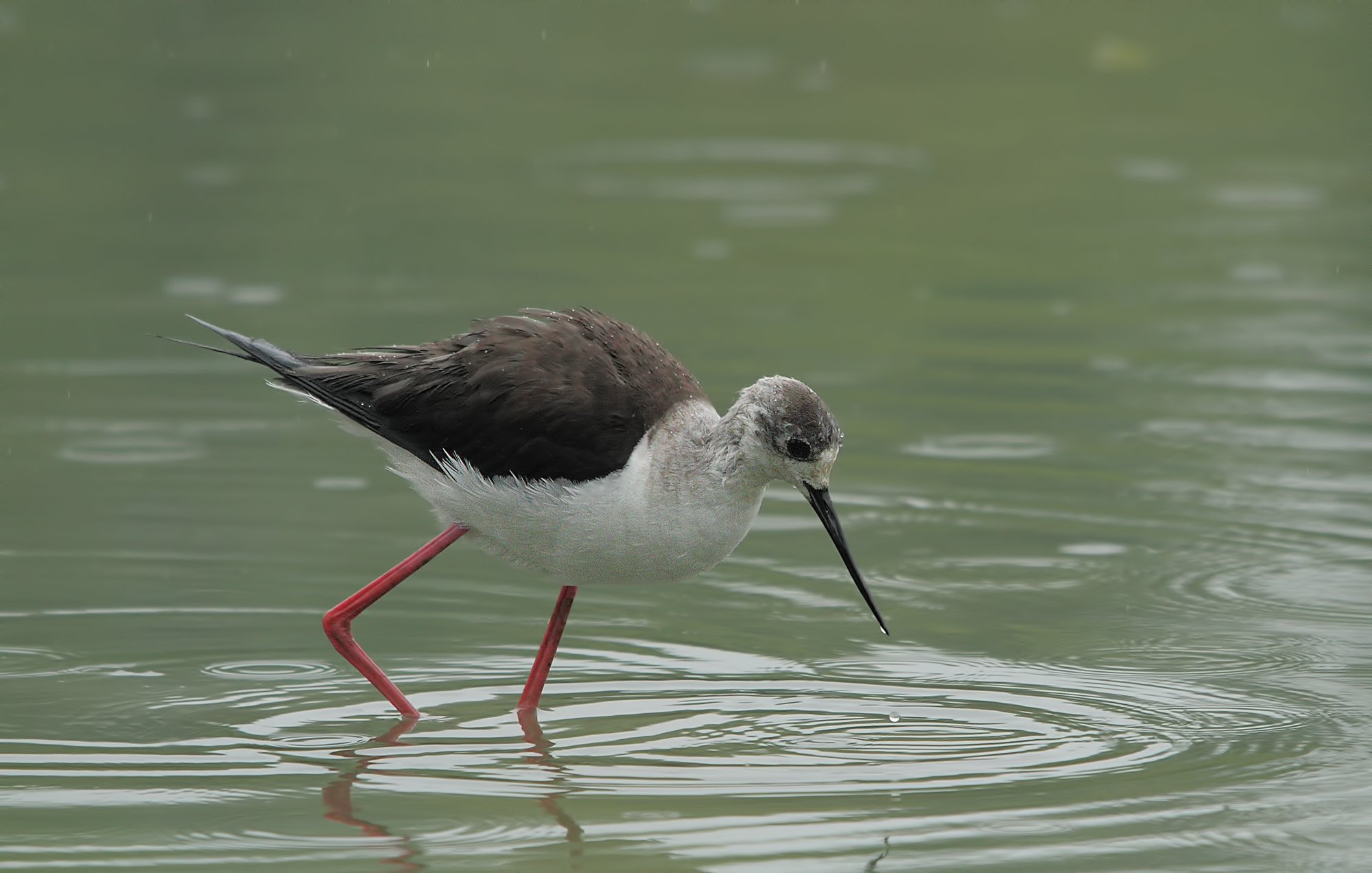 Cavaliere sotto la pioggia.