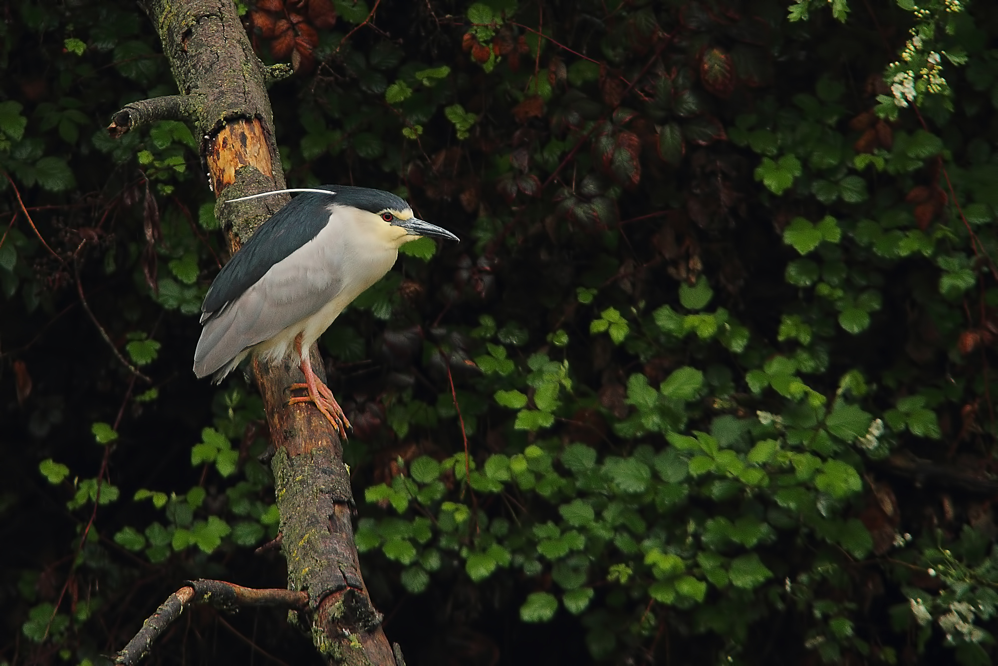 Niticora sotto la pioggia.