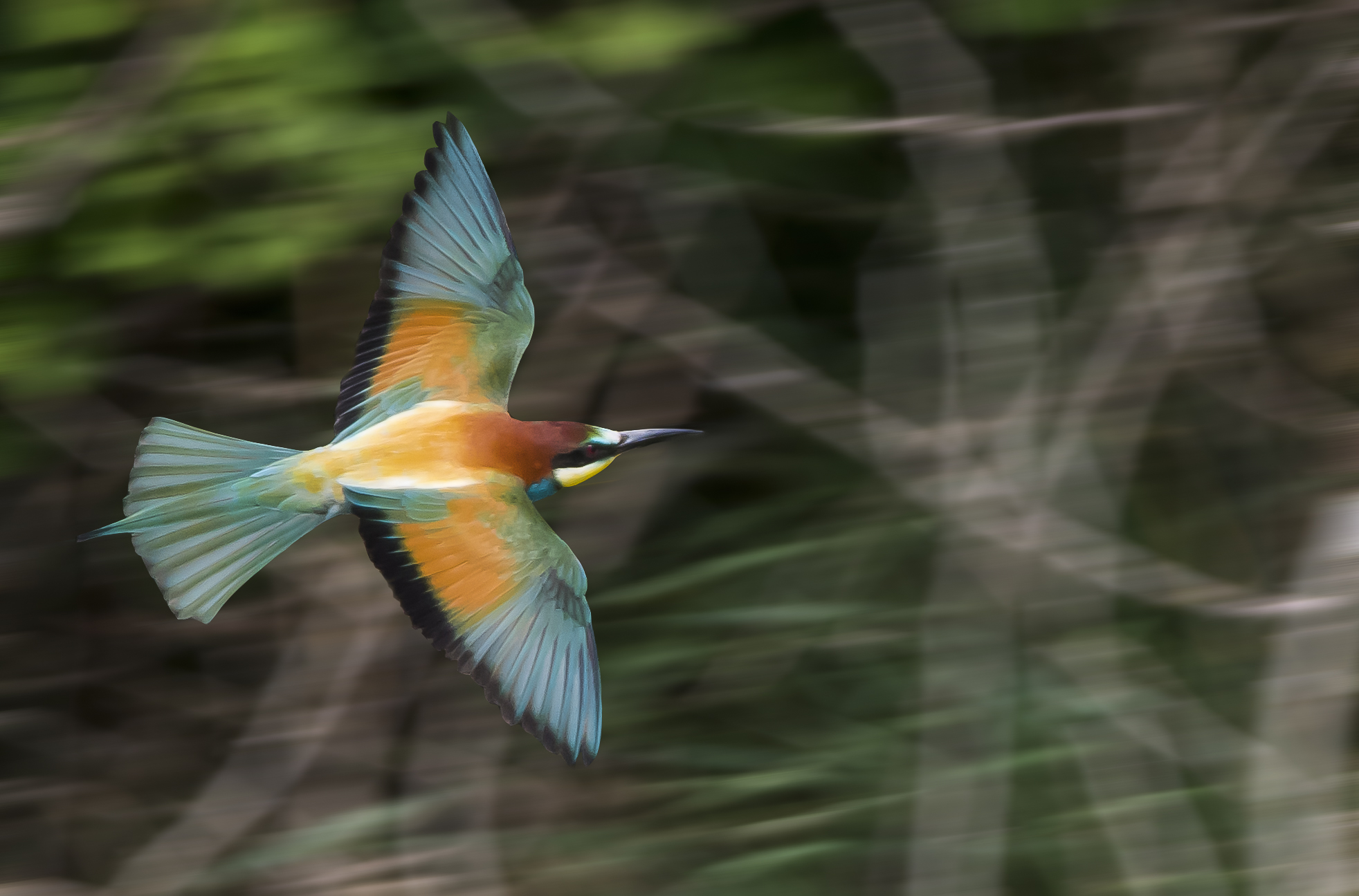 Eater in flight