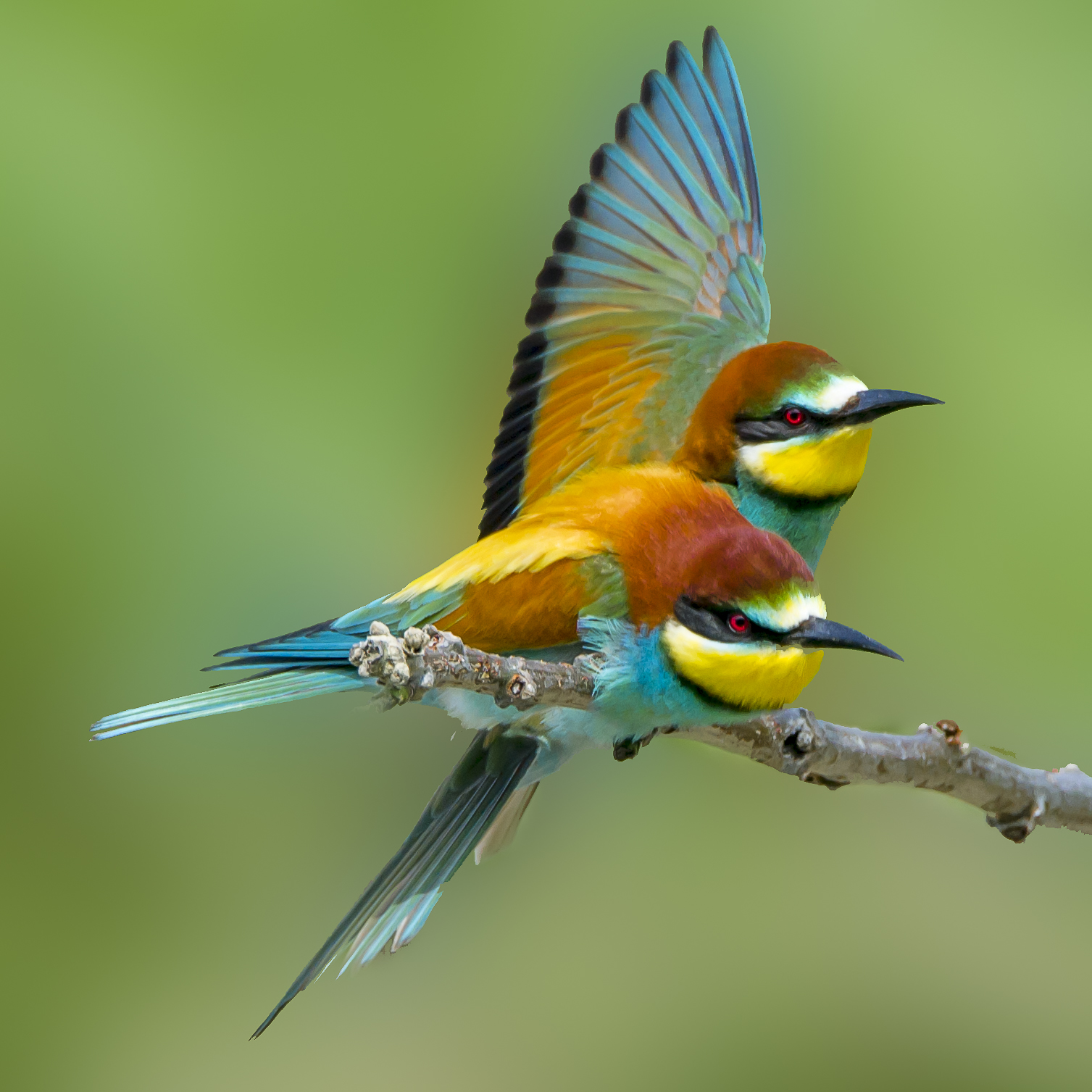 The colors of the bee-eaters