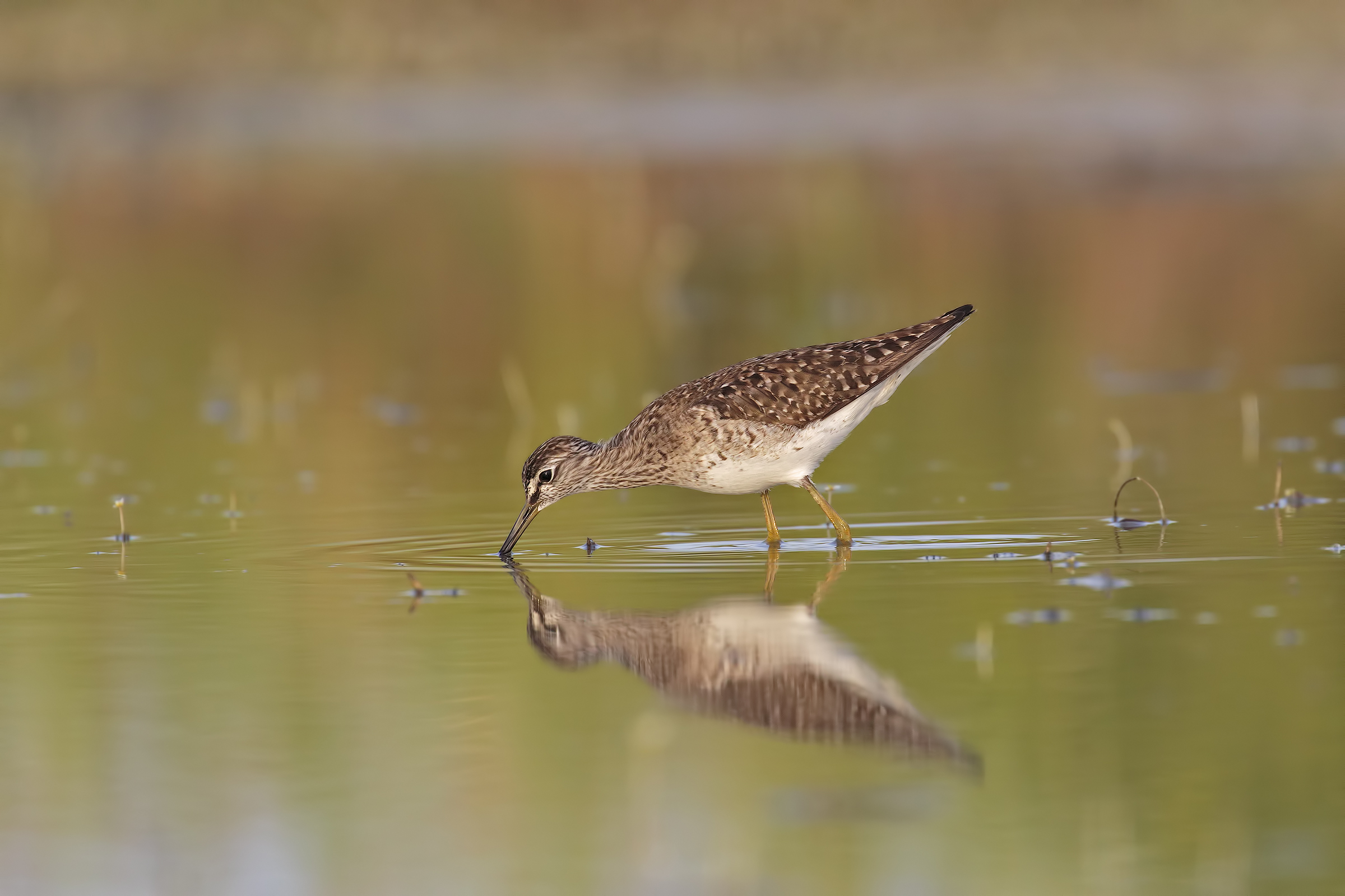 Piro Piro Boschereccio