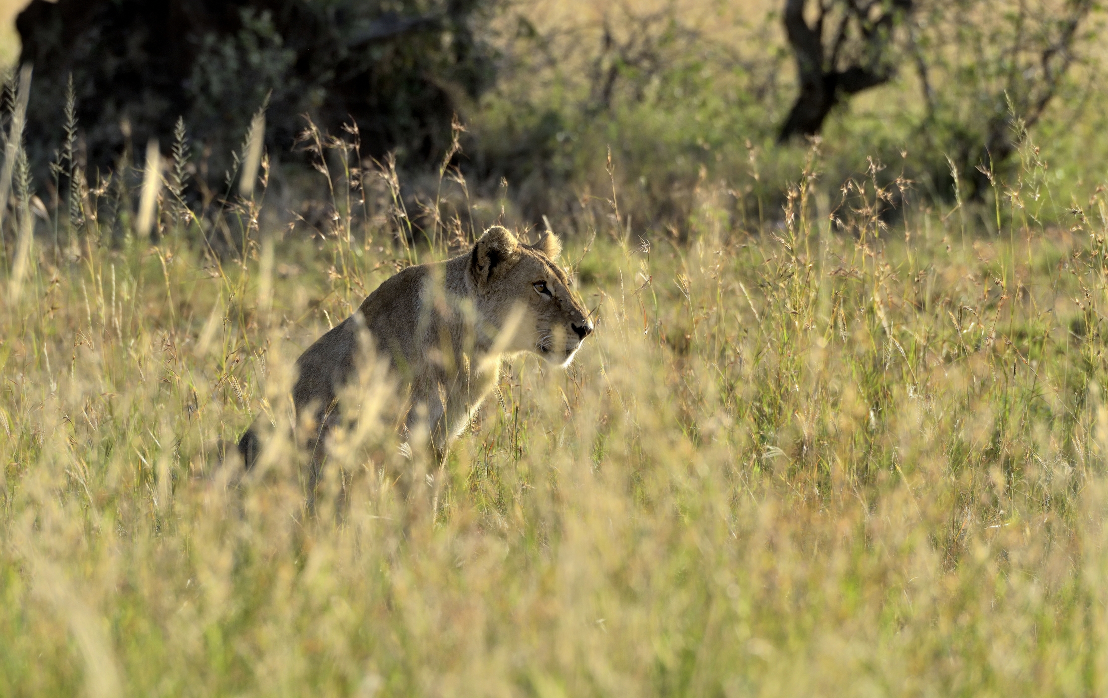 Tanzania 2015 - In agguato