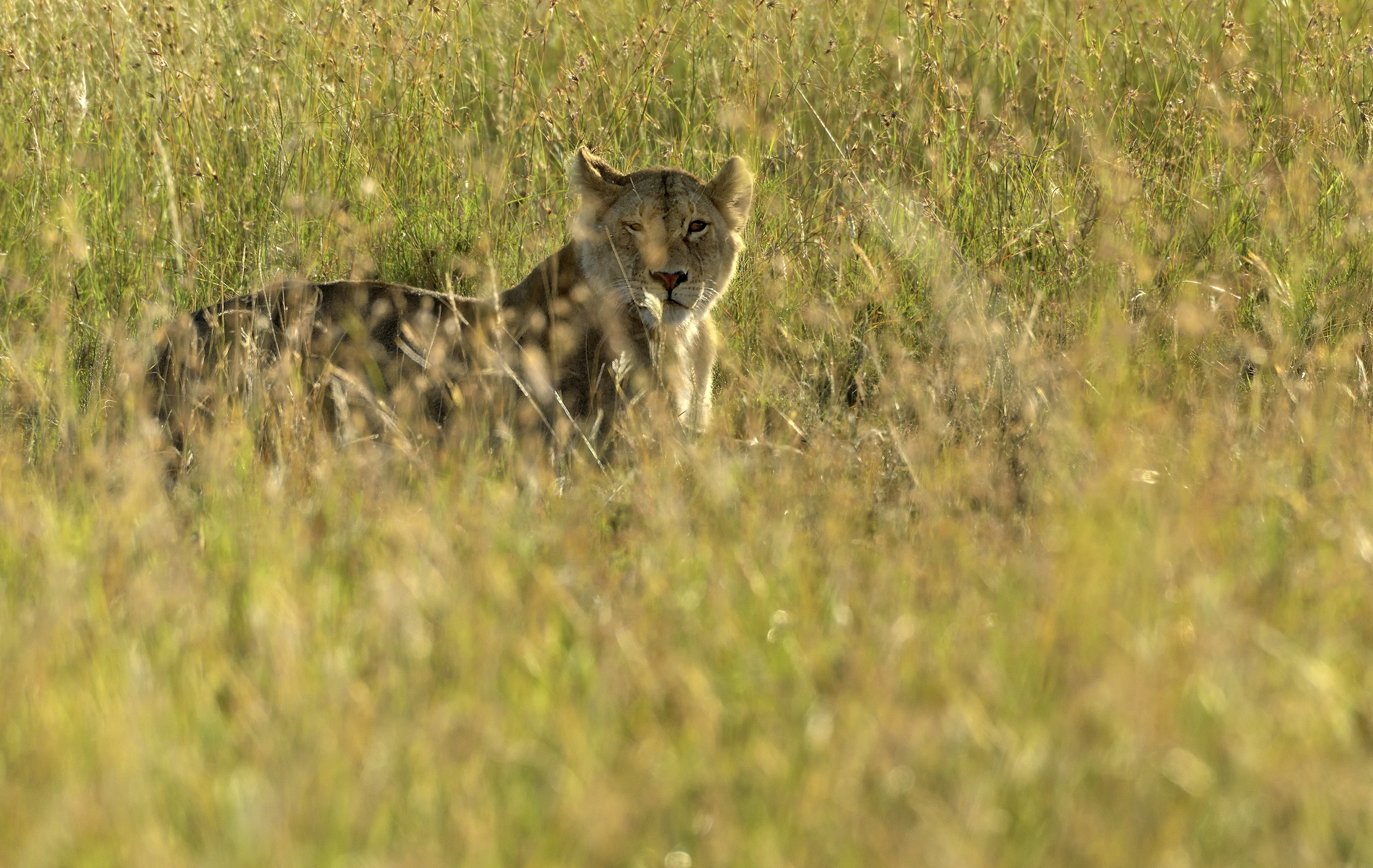 Tanzania 2015 - In agguato