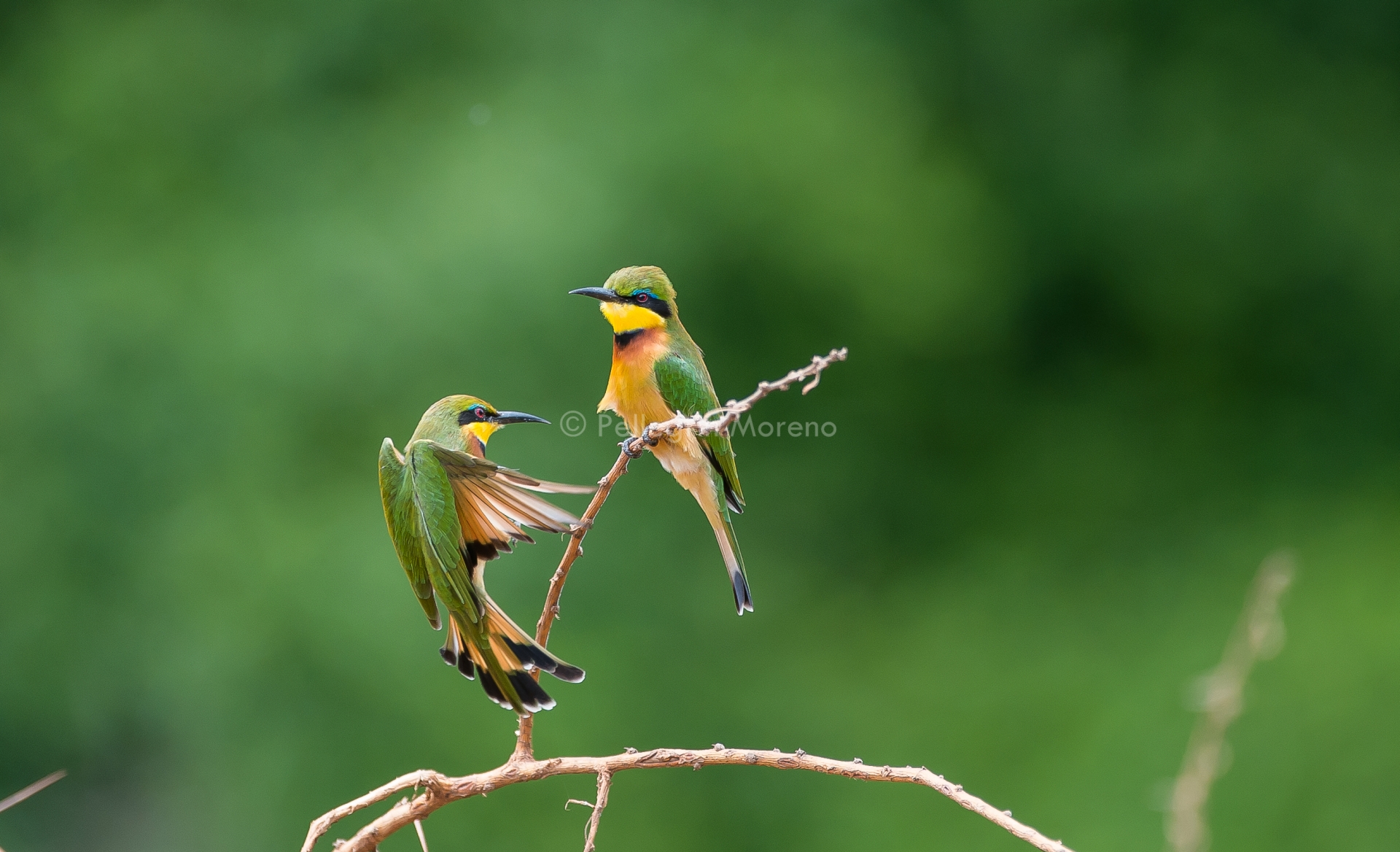 Bee-eaters