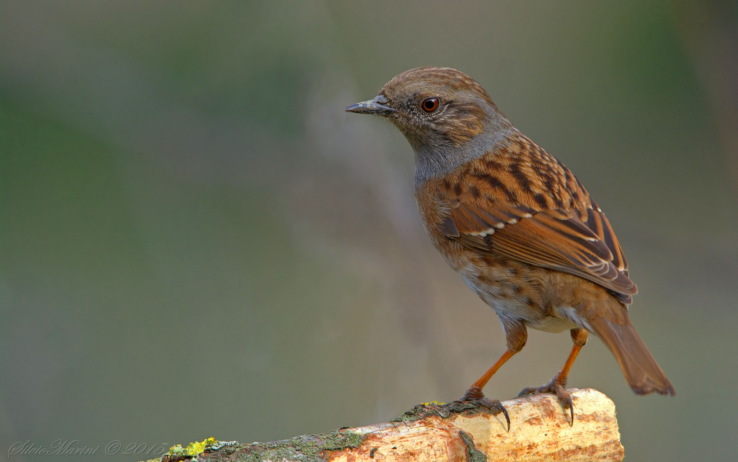 Passera scopaiola (Prunella modularis)