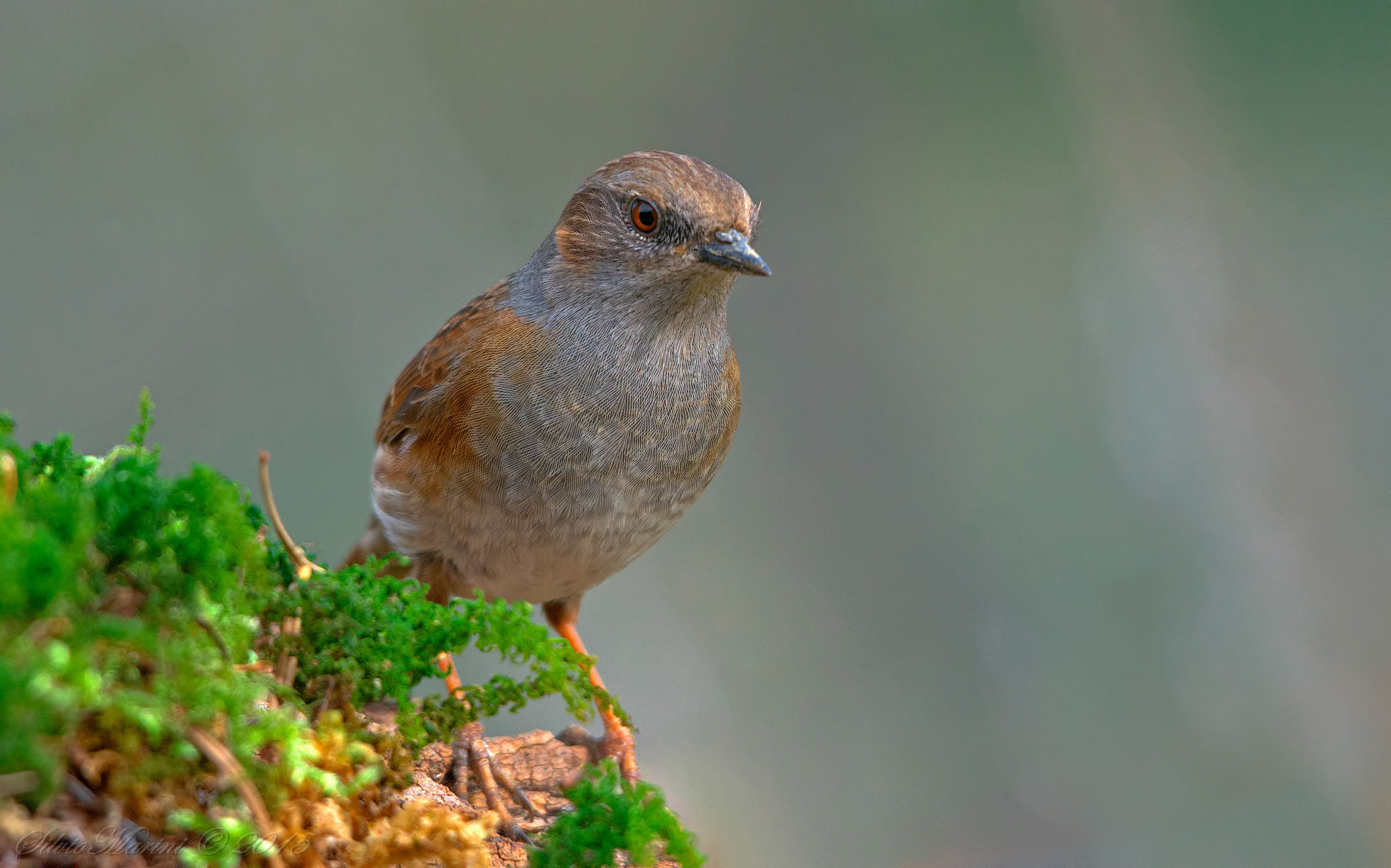 Passera scopaiola (Prunella modularis)