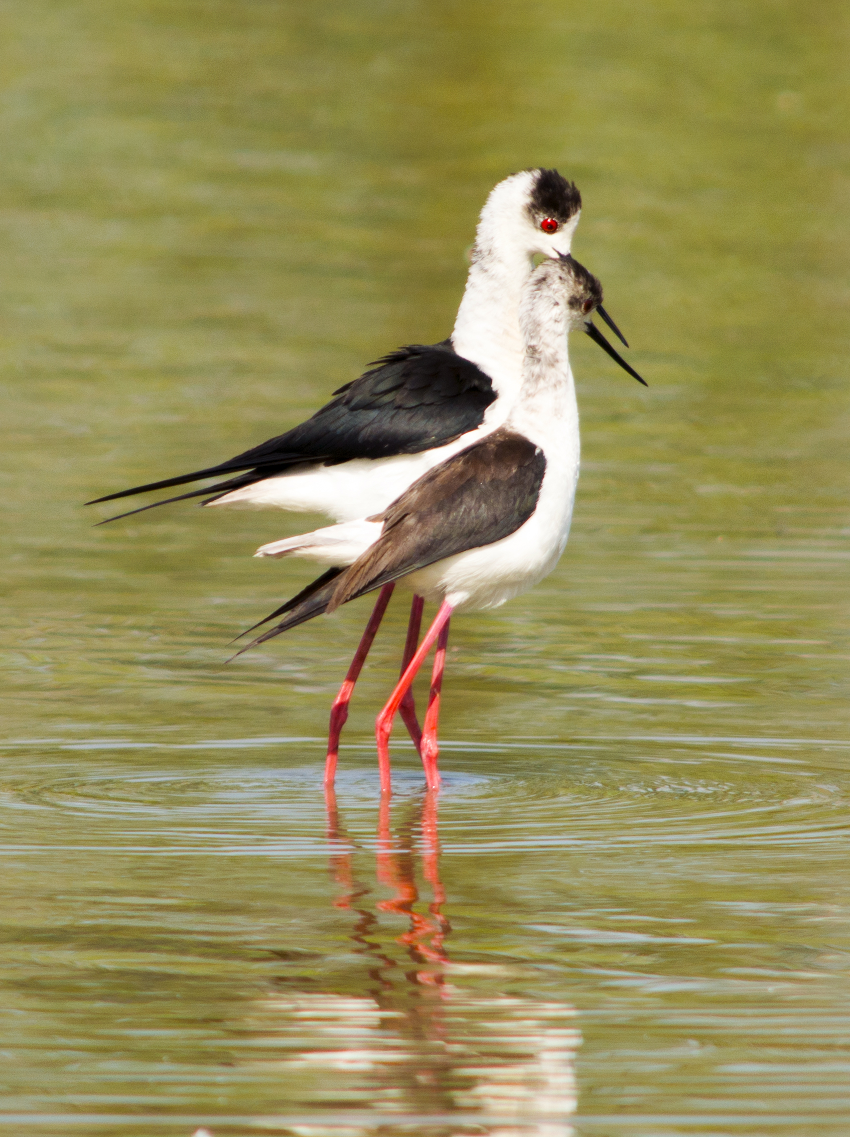 Knights in Couple !!