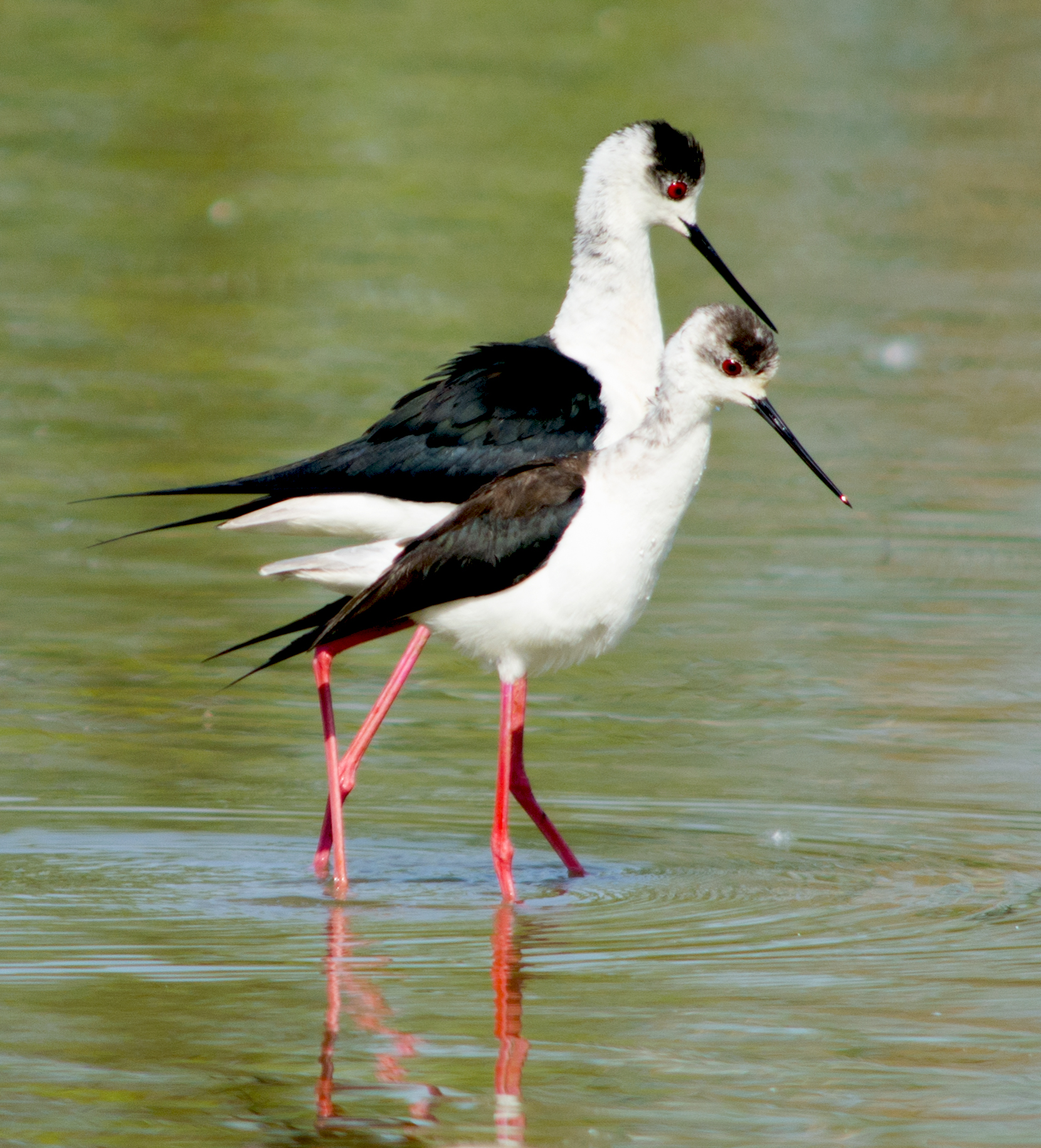 Knights in Couple !!