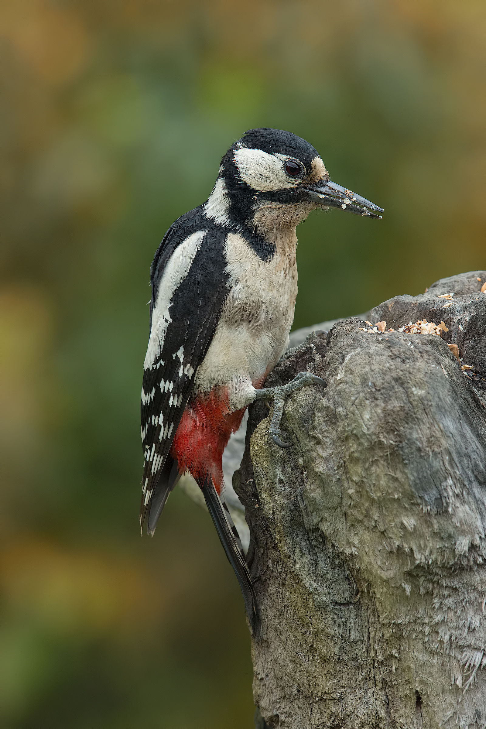 Picchio Rosso (Female)