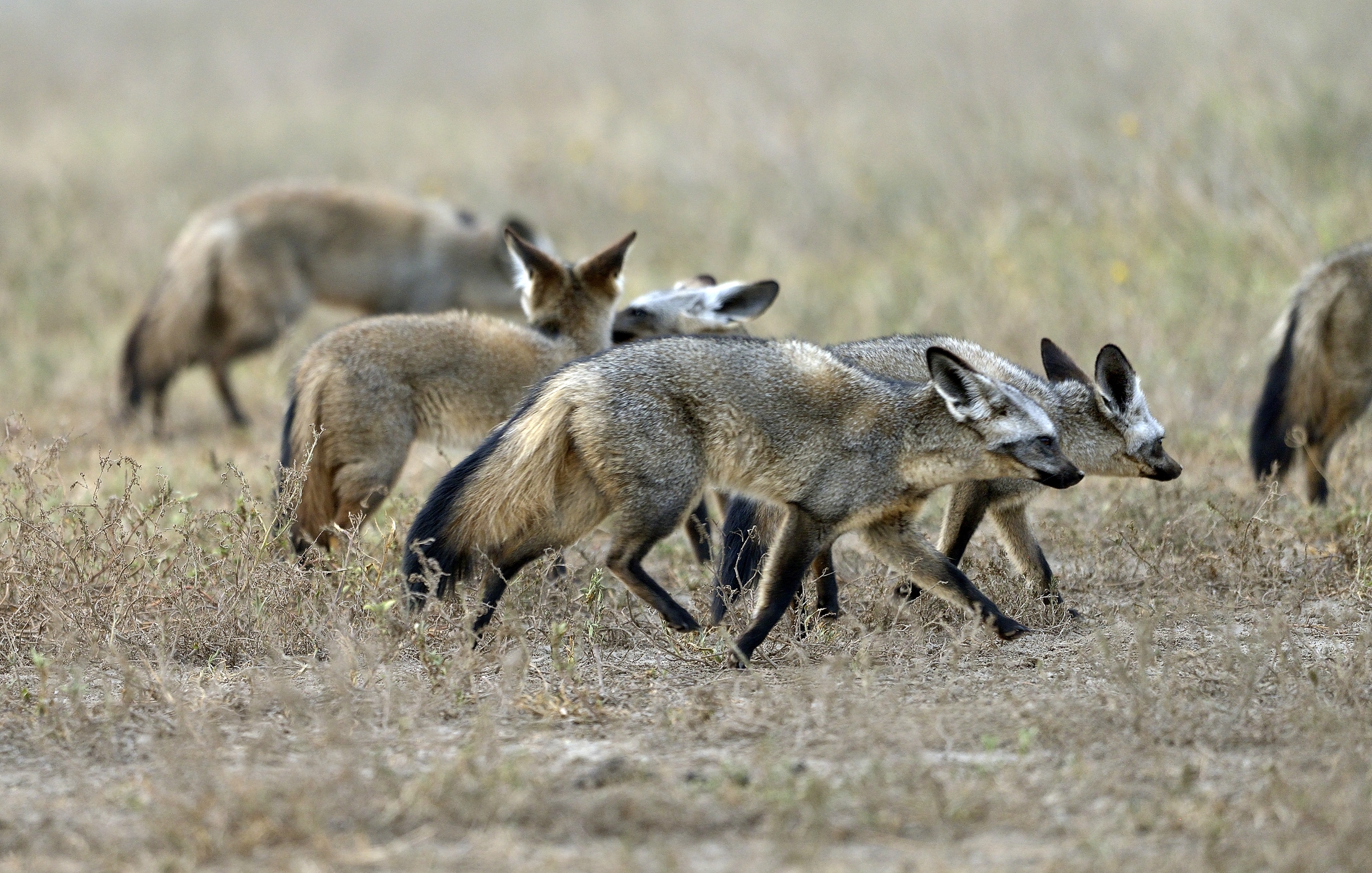 Tanzania 2015 - Otocioni