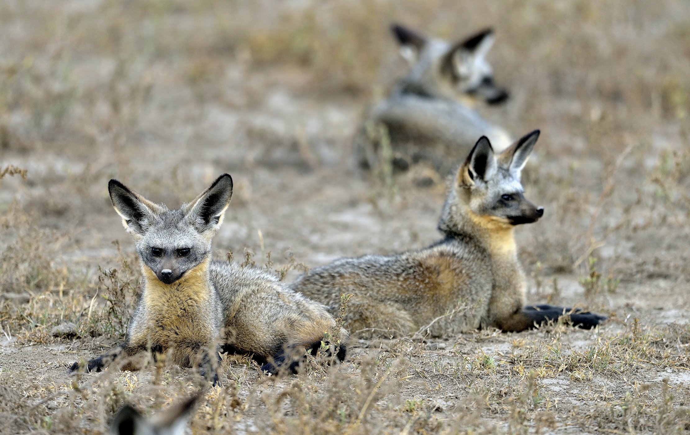 Tanzania 2015 - Otocioni