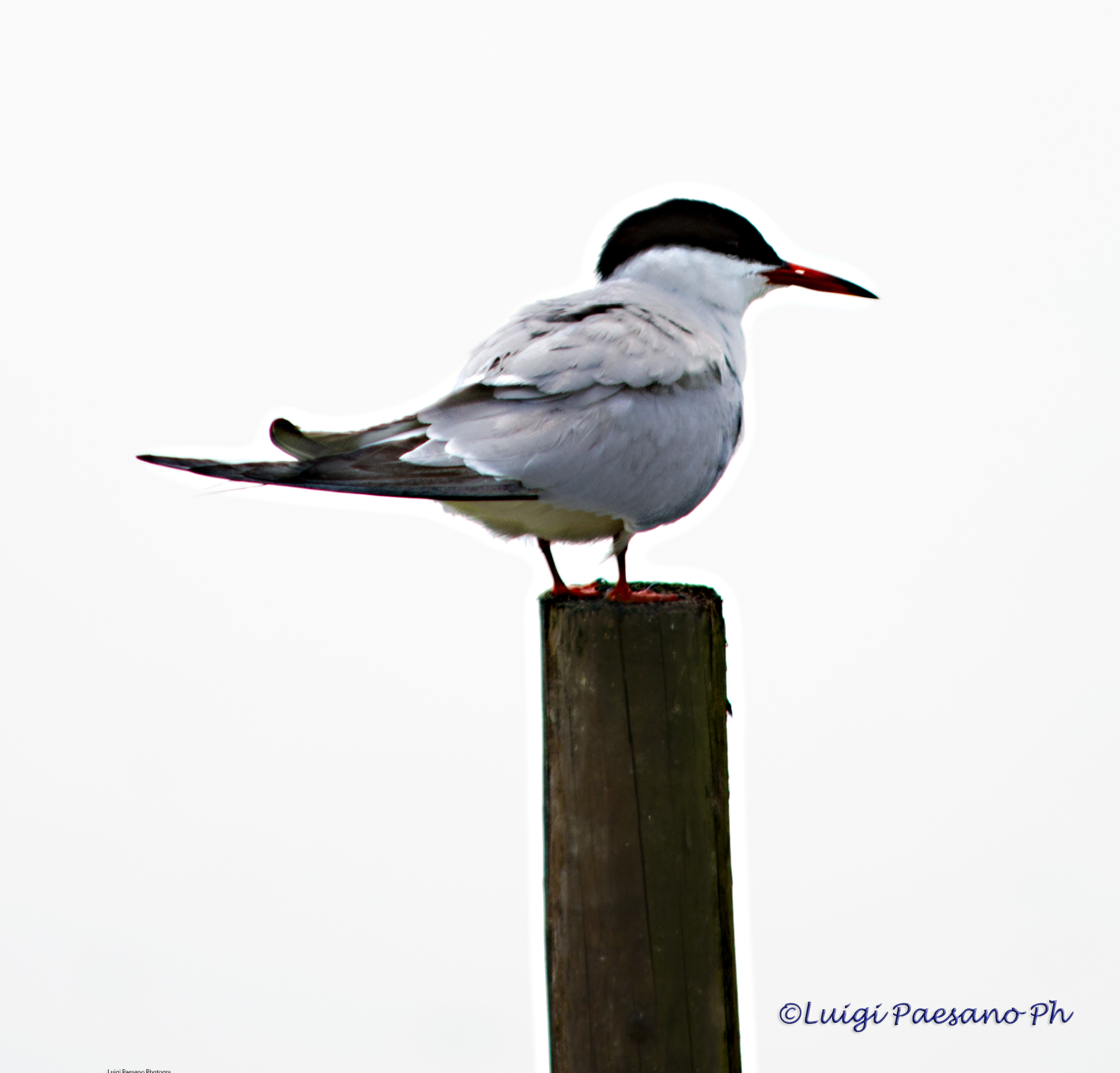 Tern