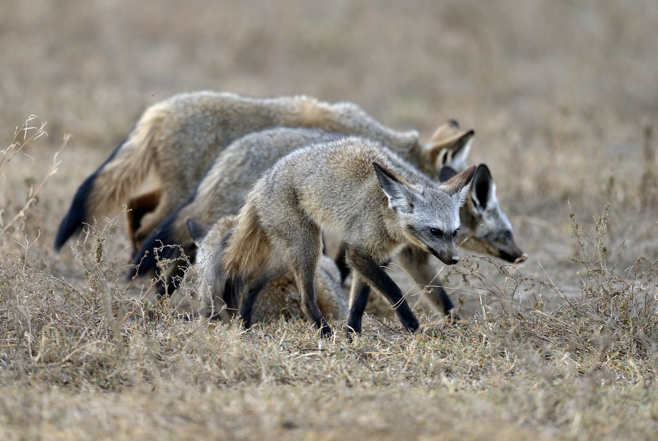 Tanzania 2015 - Otocioni