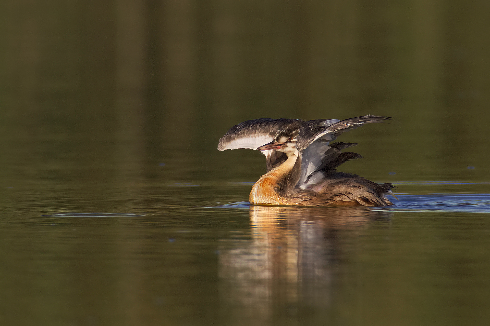 great crested grebe