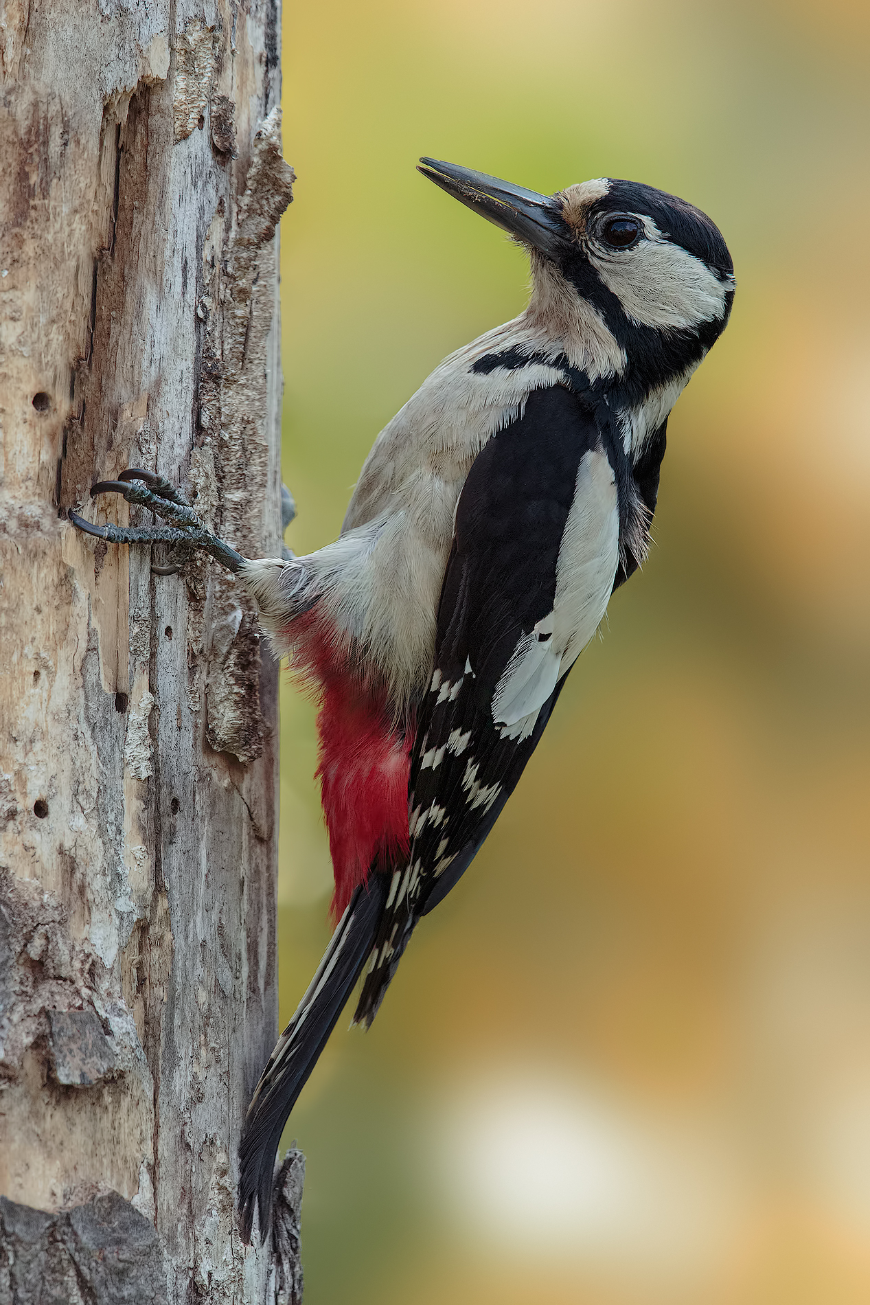 Woodpecker in classic pose