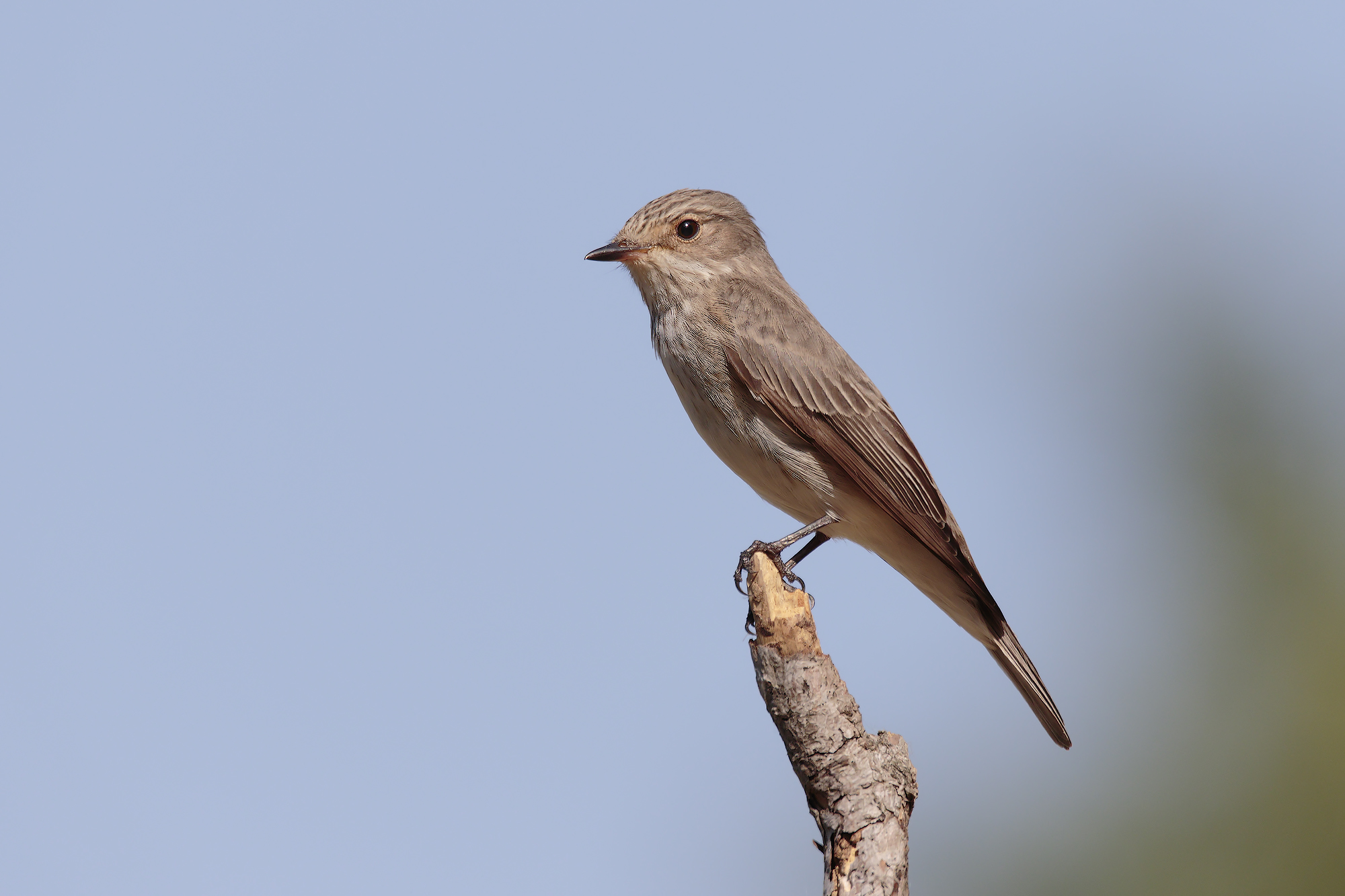 Pigliamosche ... in attesa dei Gruccioni :-)