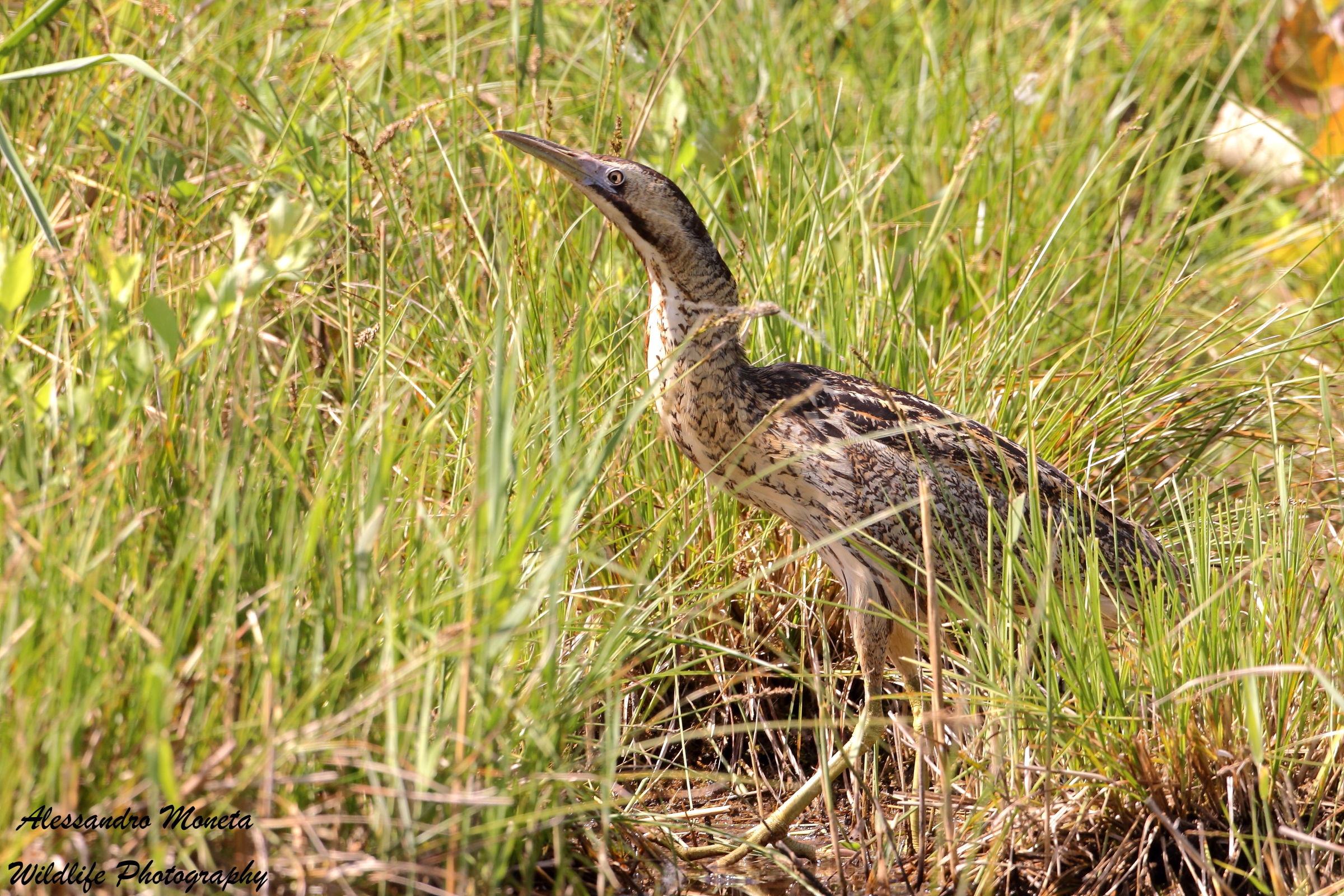 Bittern