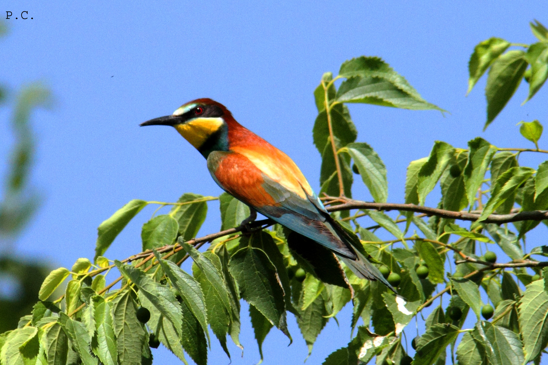 La tavolozza alata_ da dietro