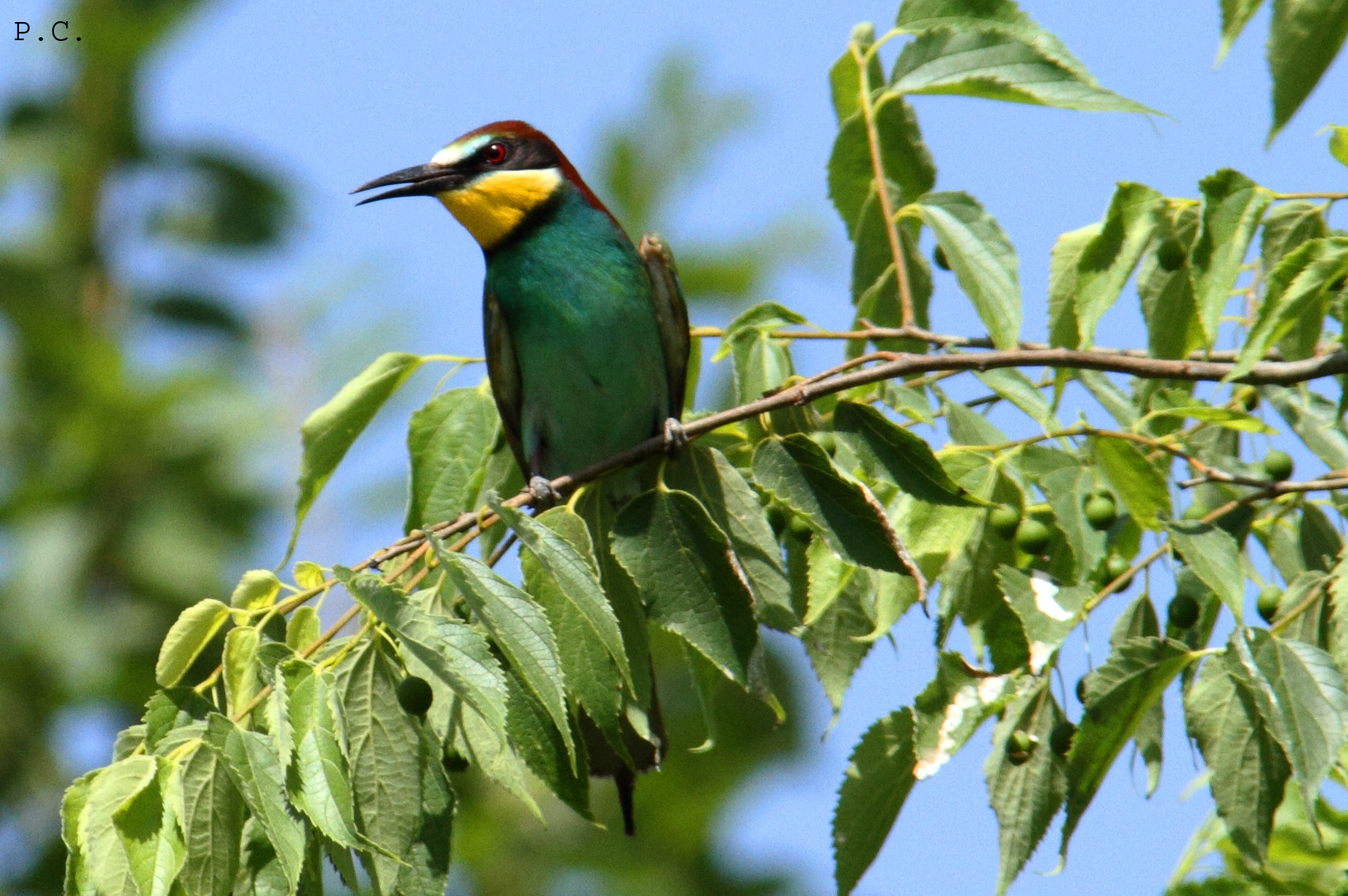 La tavolozza alata_ davanti