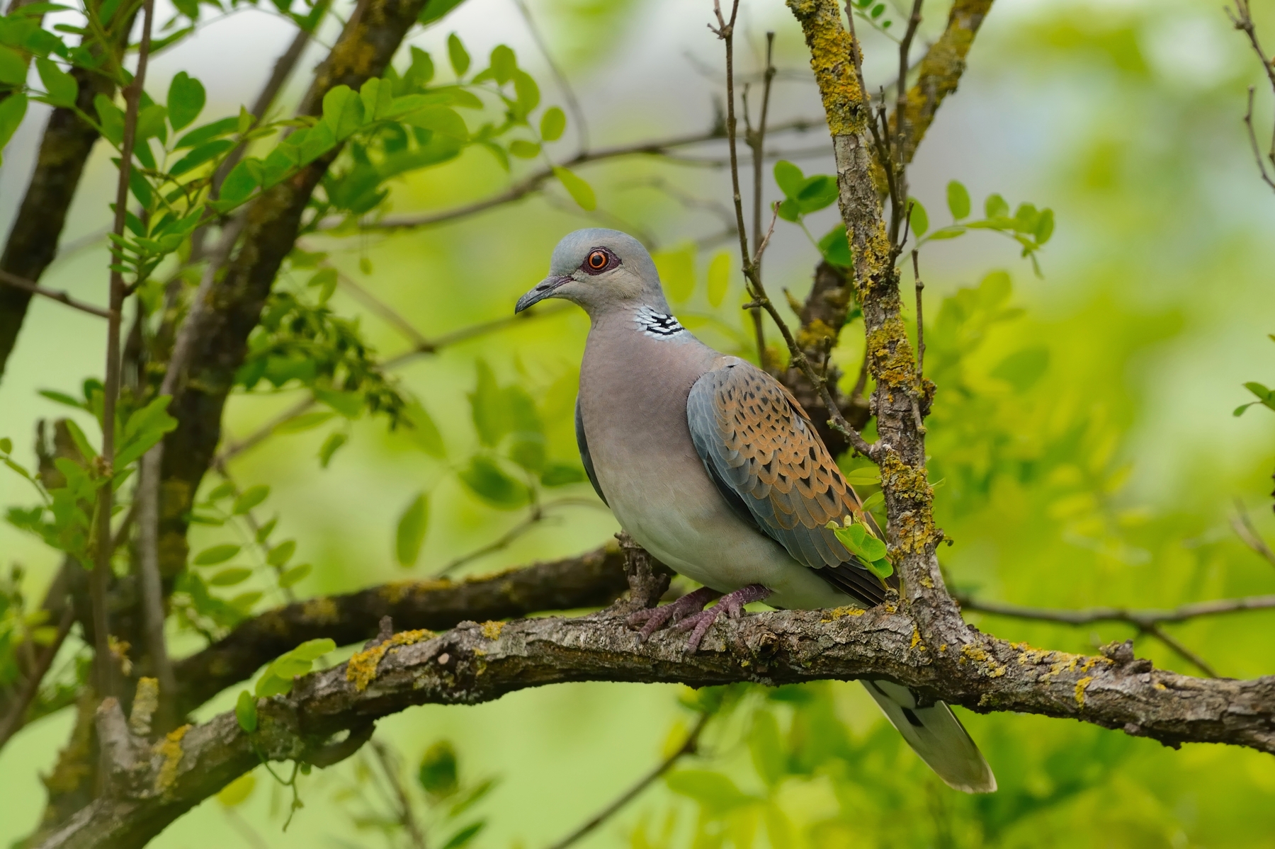 Turtle dove.