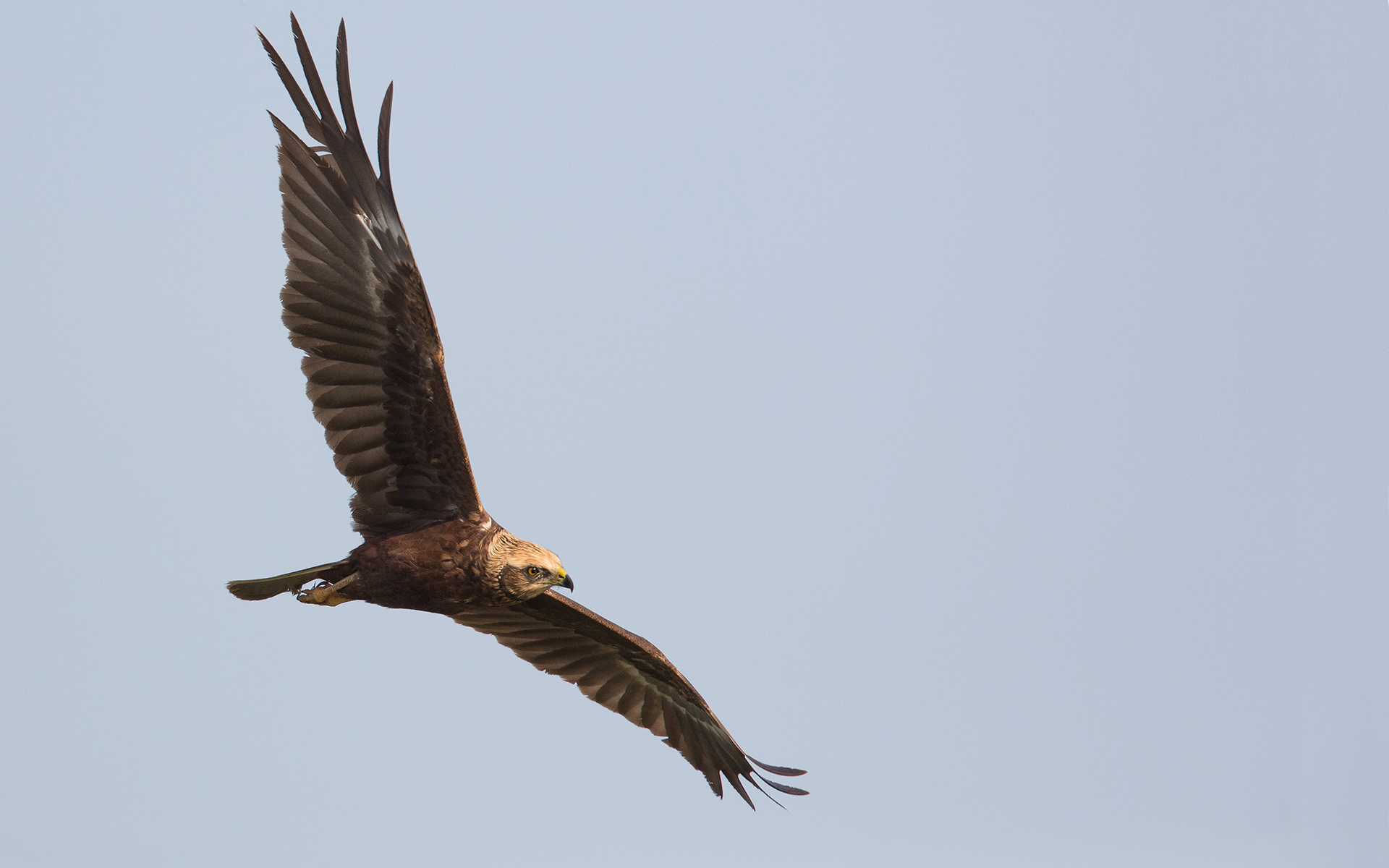 Marsh Harrier