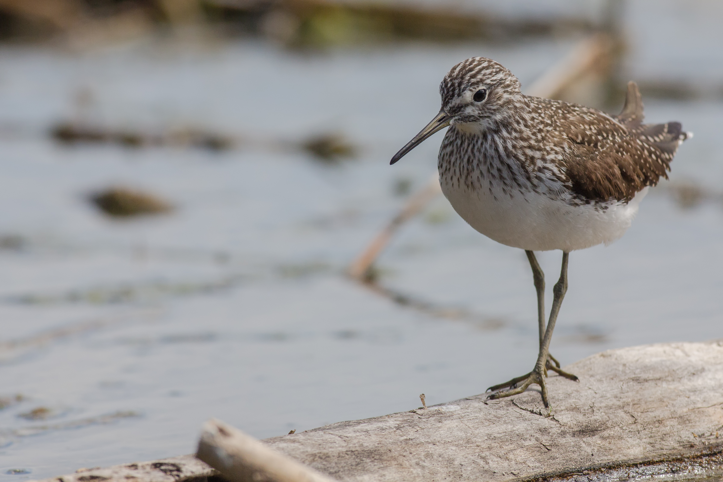 Sandpiper