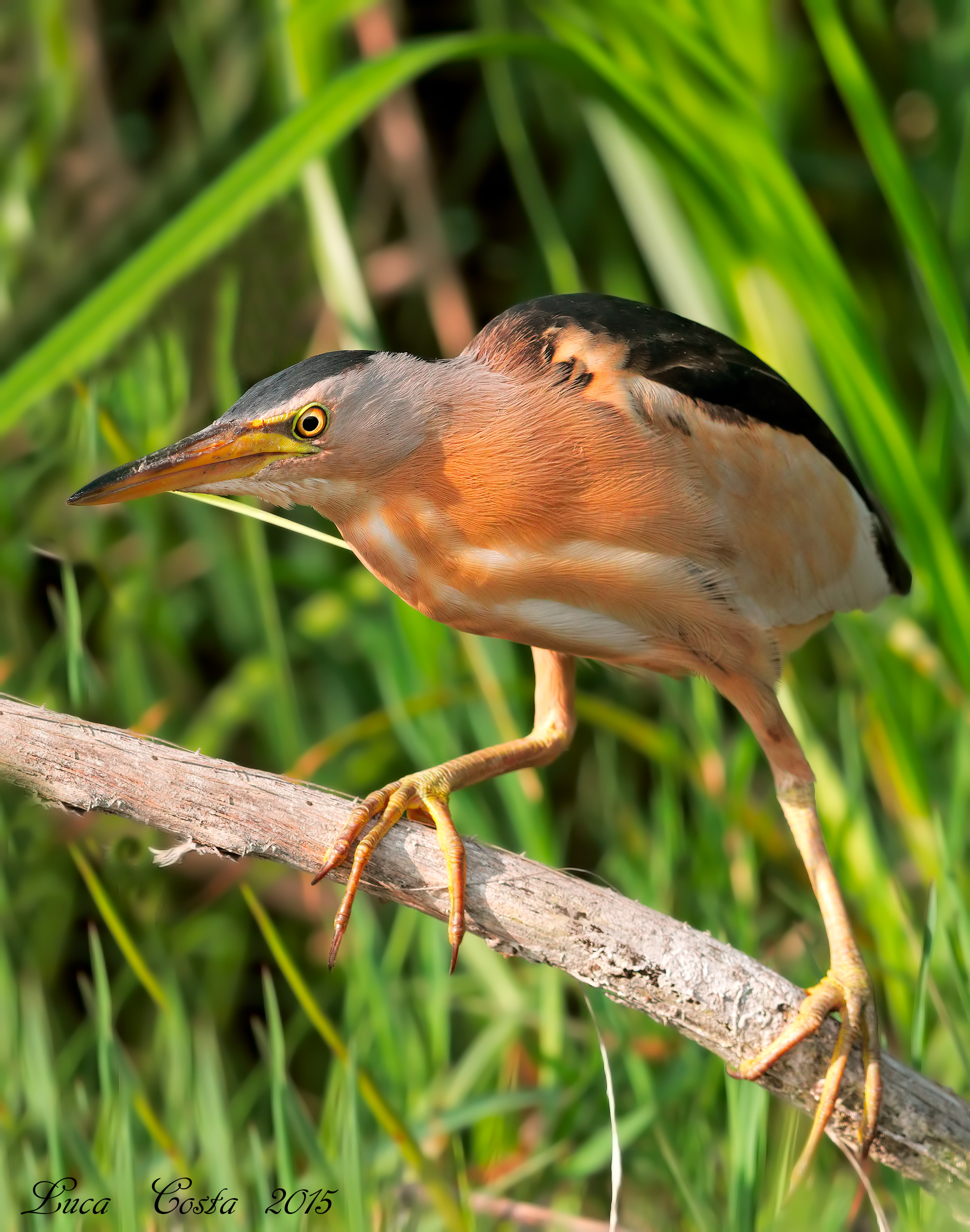 Bittern