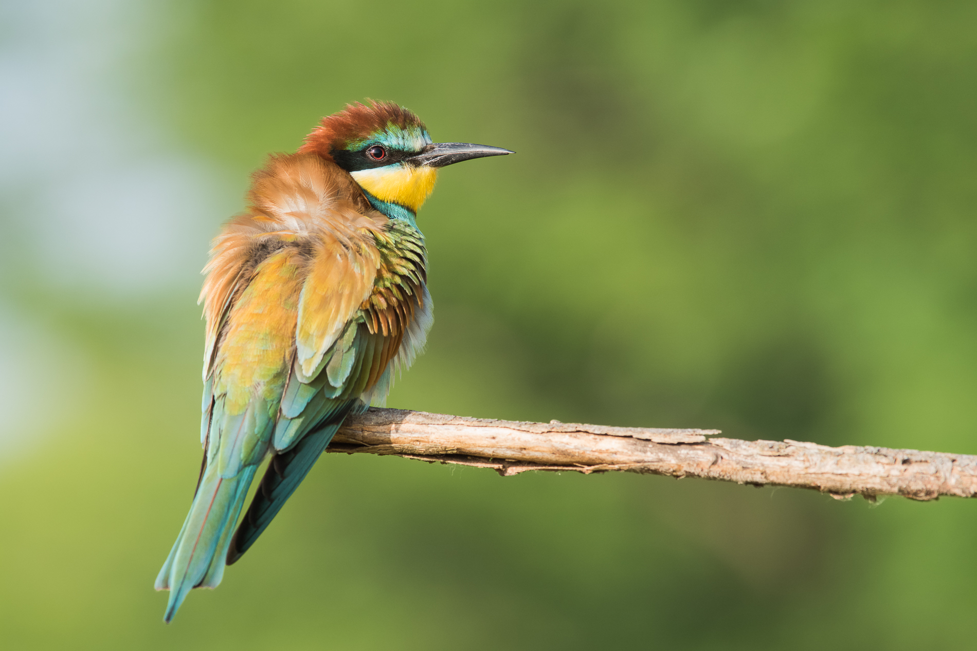 bee-eater