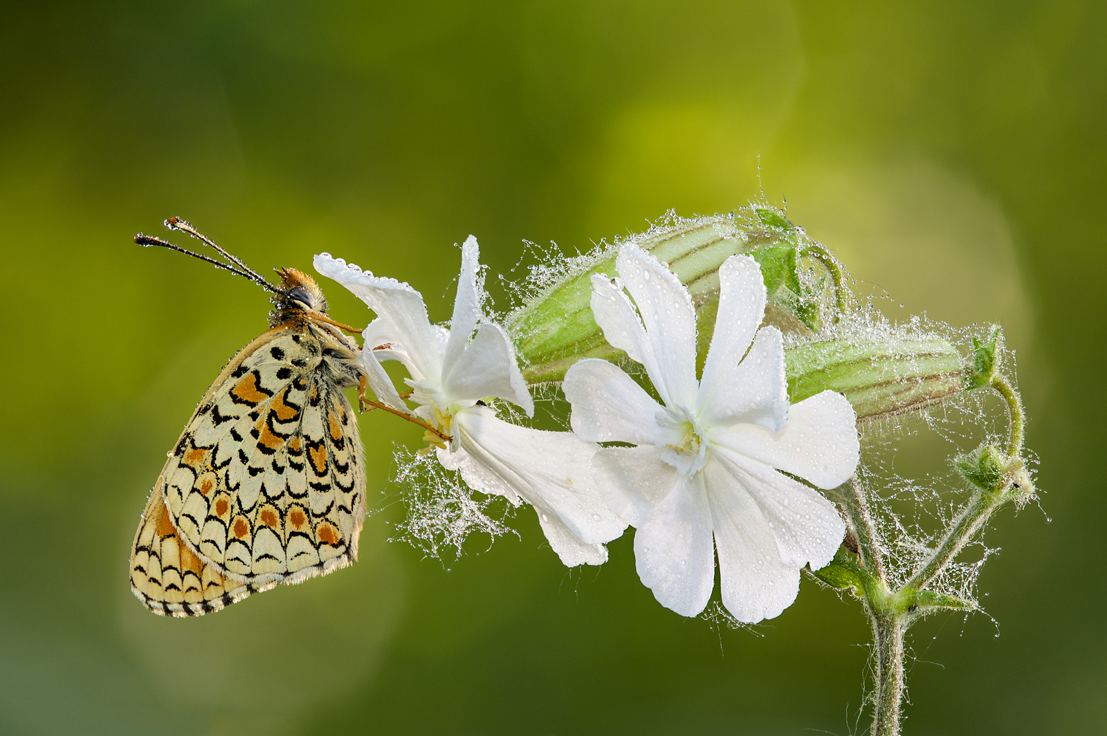 Prima melitea del 2015