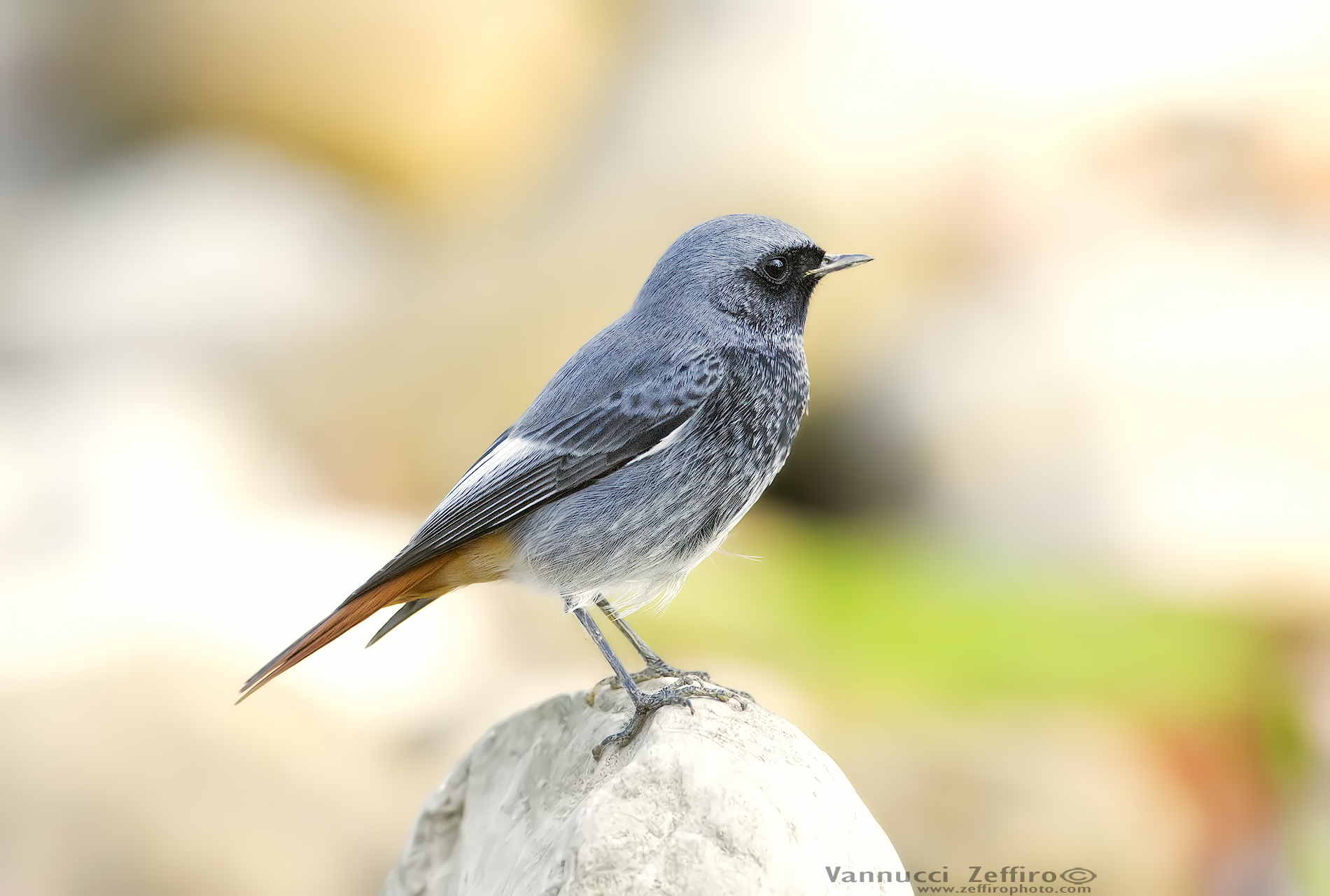 Black redstart