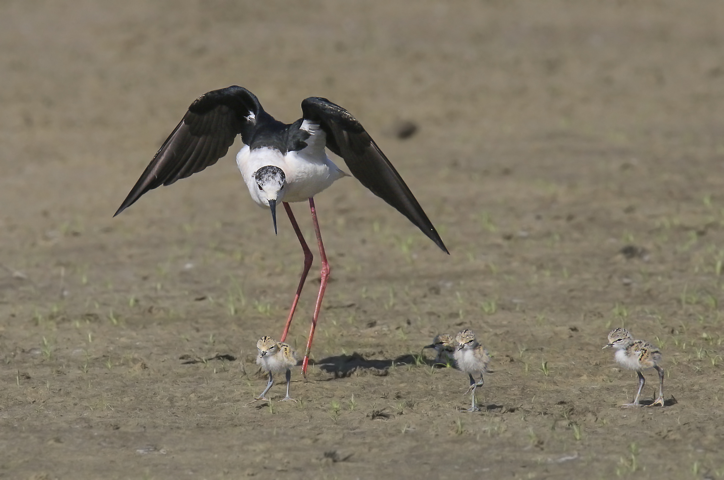 The Three Musketeers .....