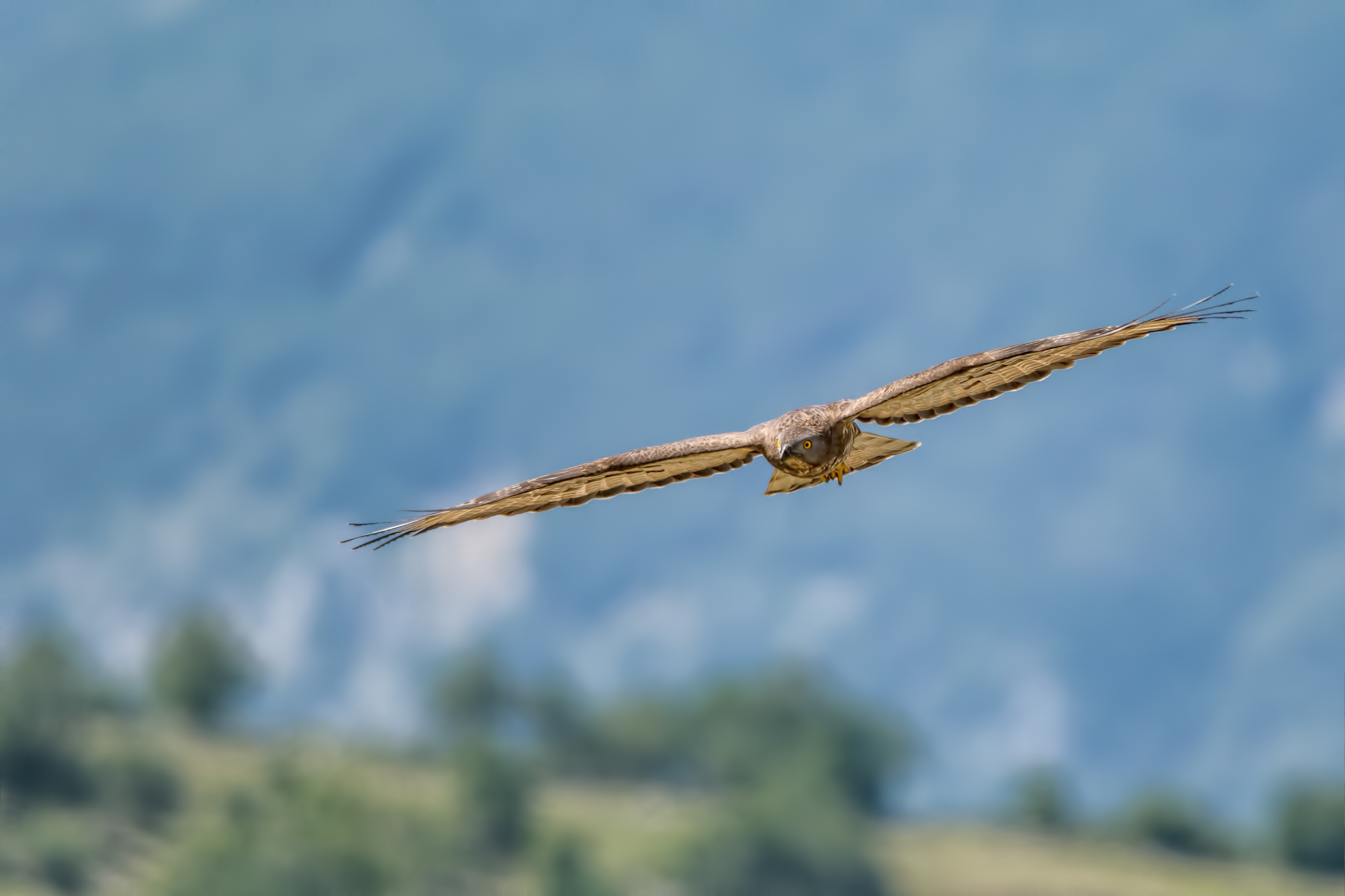 Honey Buzzard (Pernis apivorus)