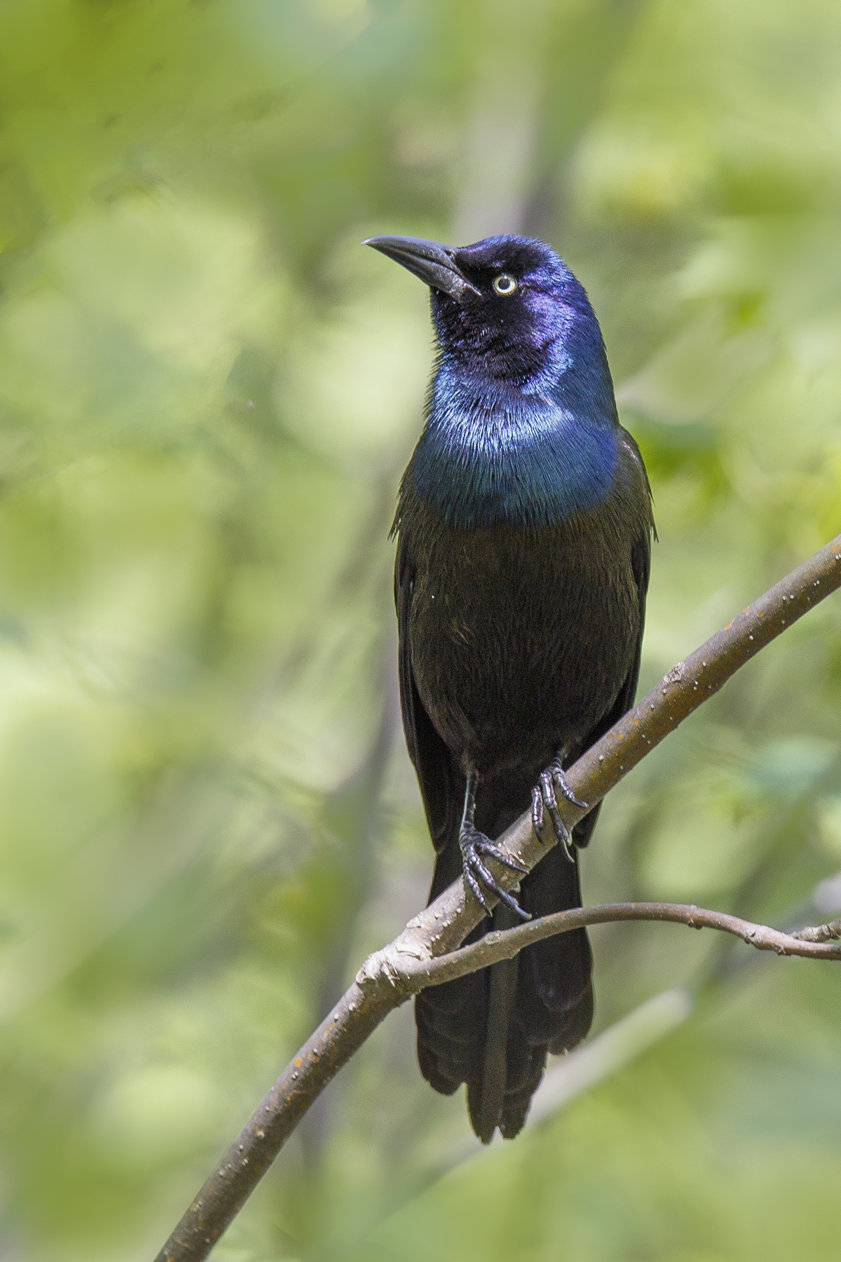 Grackle