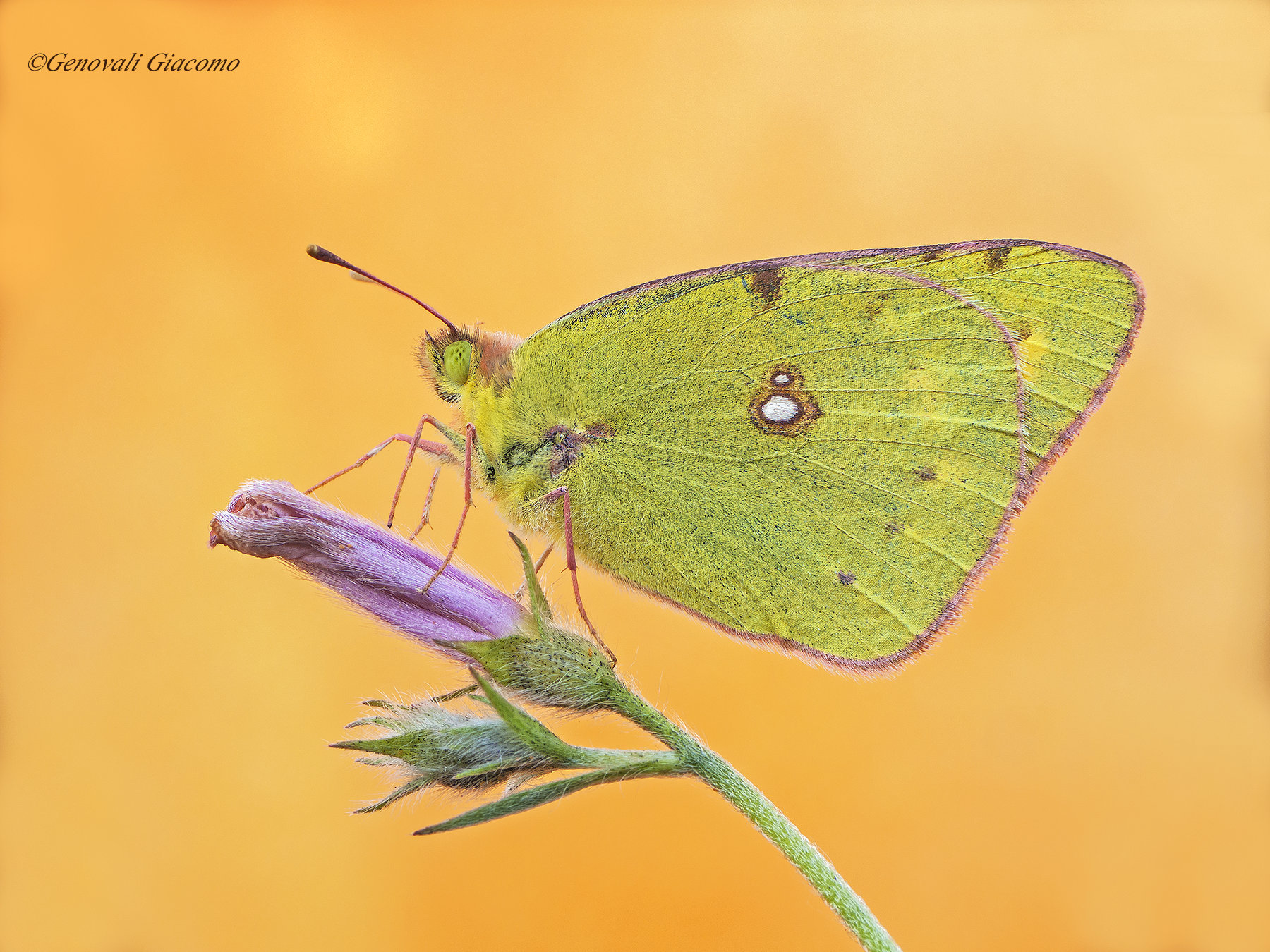 the bridge dies hard! colias!