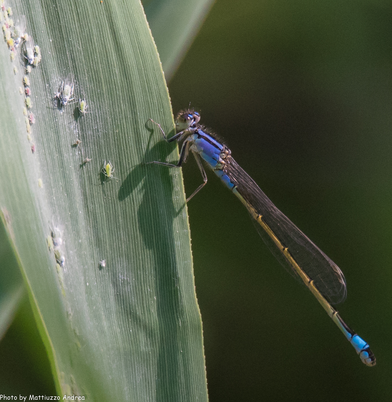 Minimondo su una foglia