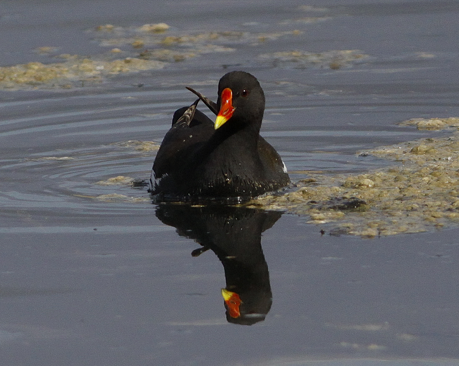 moorhen (Gallinula chloropus)
