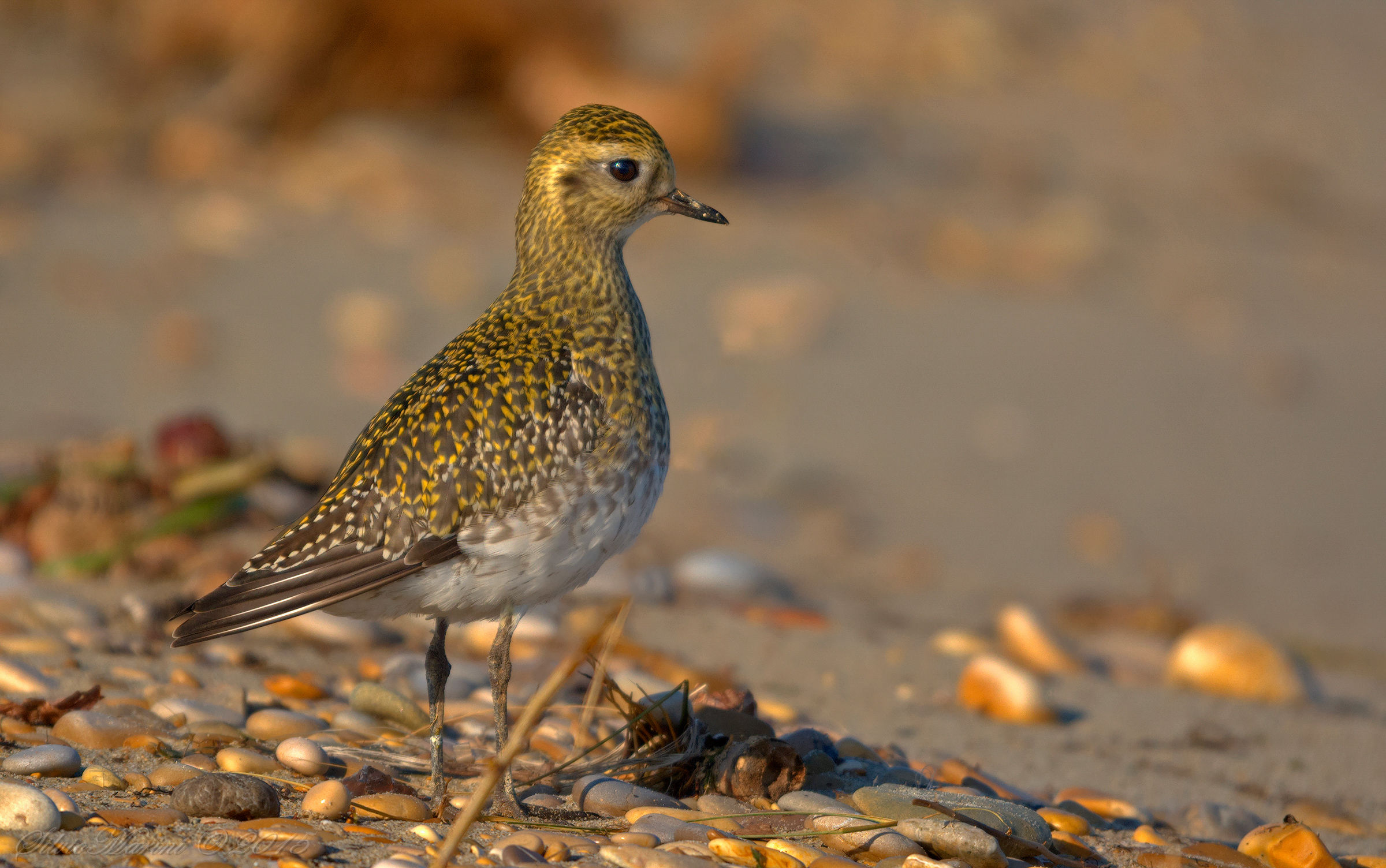 Piviere dorato ( Pluvialis apricaria)