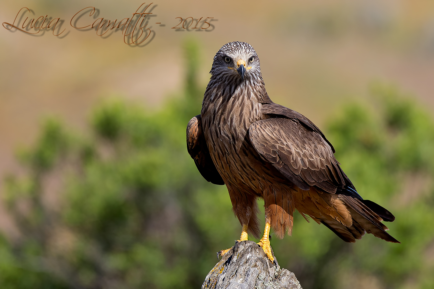 Black Kite (Milvus migrans)