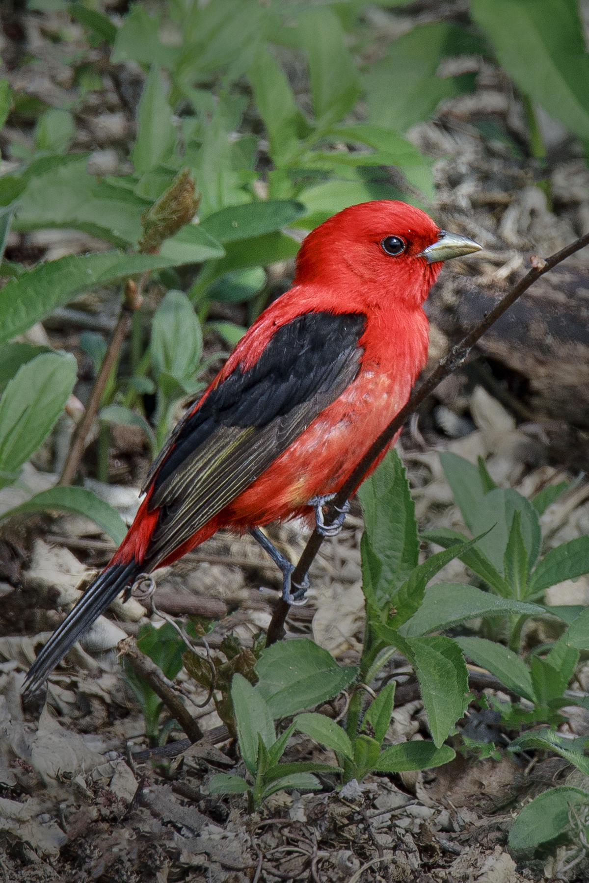 Scarlet Tanager 2