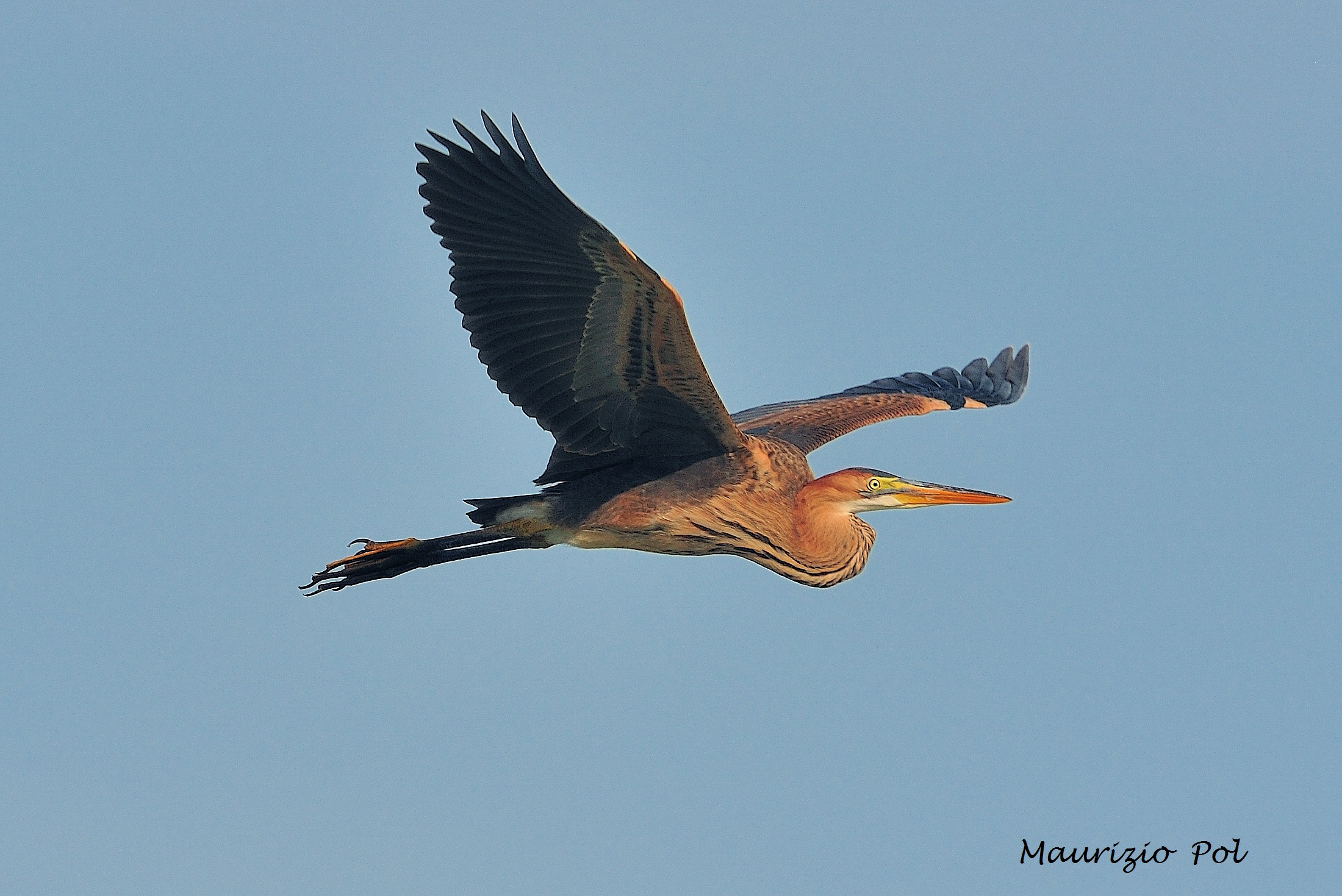 Heron in flight
