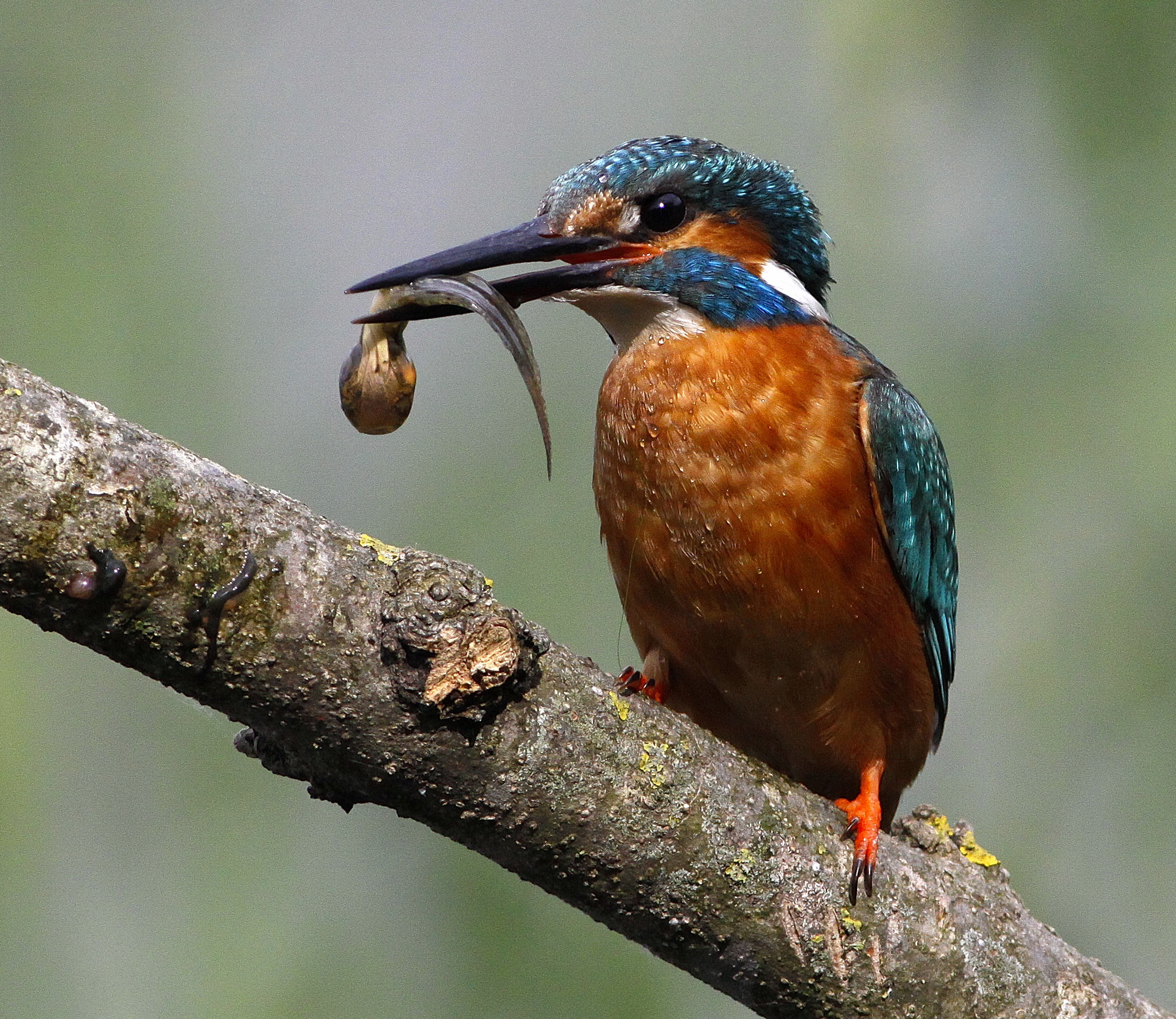 Kingfisher with tadpole to frog