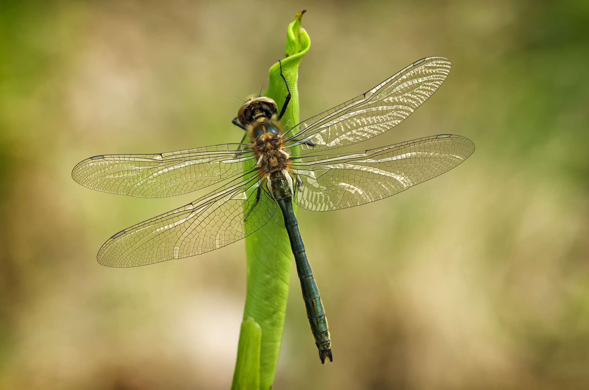 Nascosto nella foresta