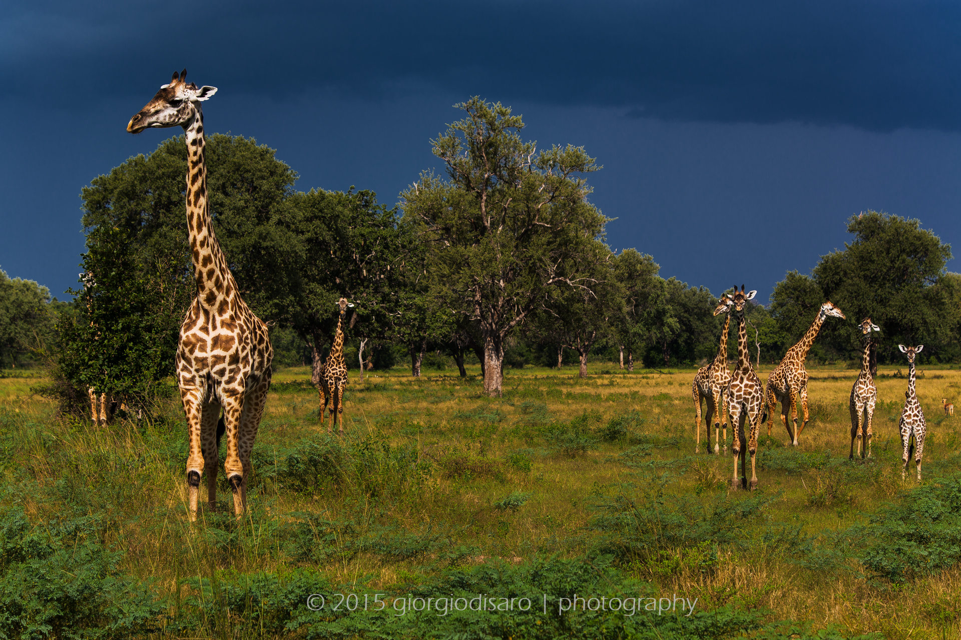 Giraffes before the storm
