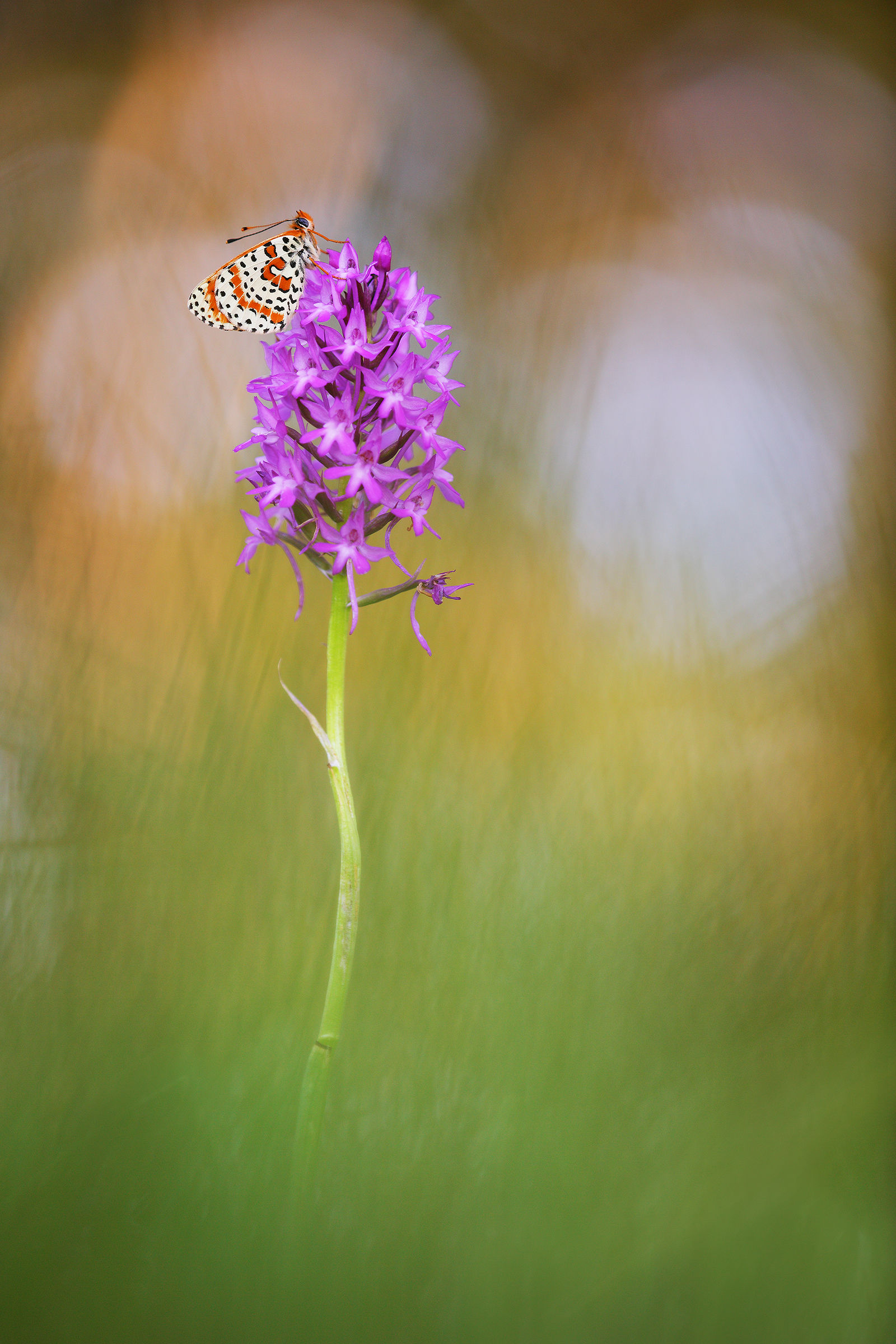 Melitaea didyma on Anacamptis pyramidalis