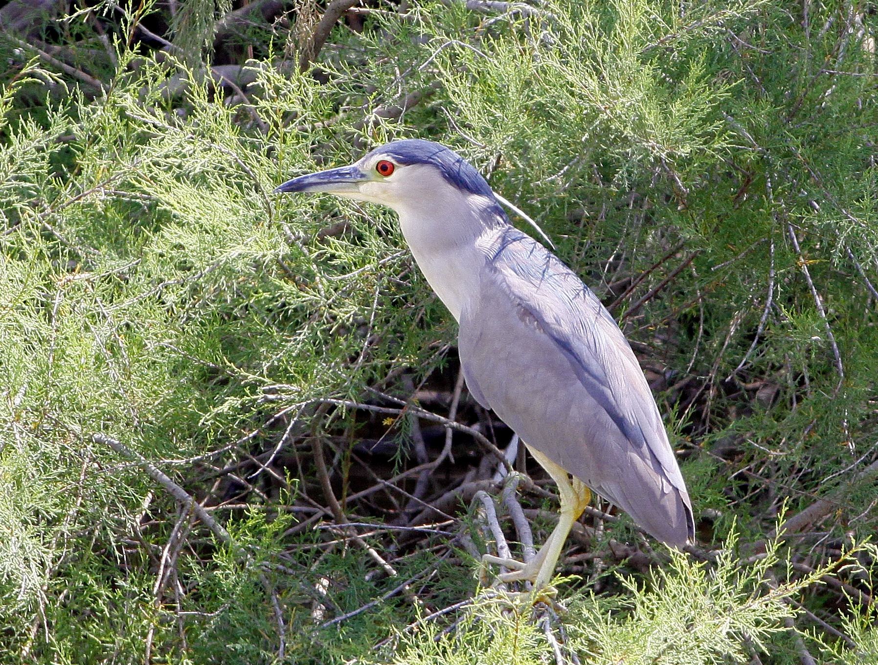 Night Heron (Nycticorax nycticorax)