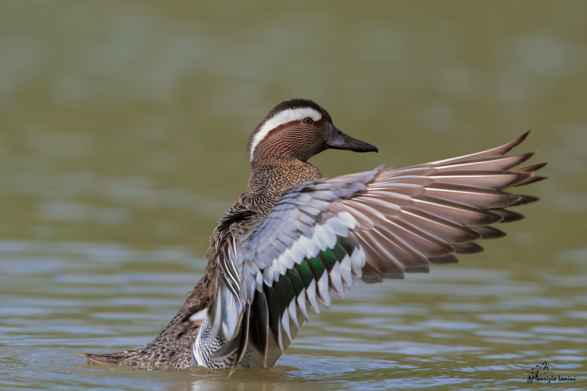 Garganey (HD only)