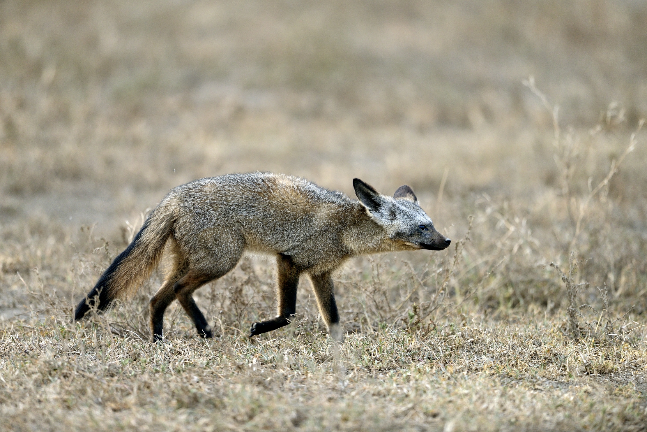 Tanzania 2015 - Otocione