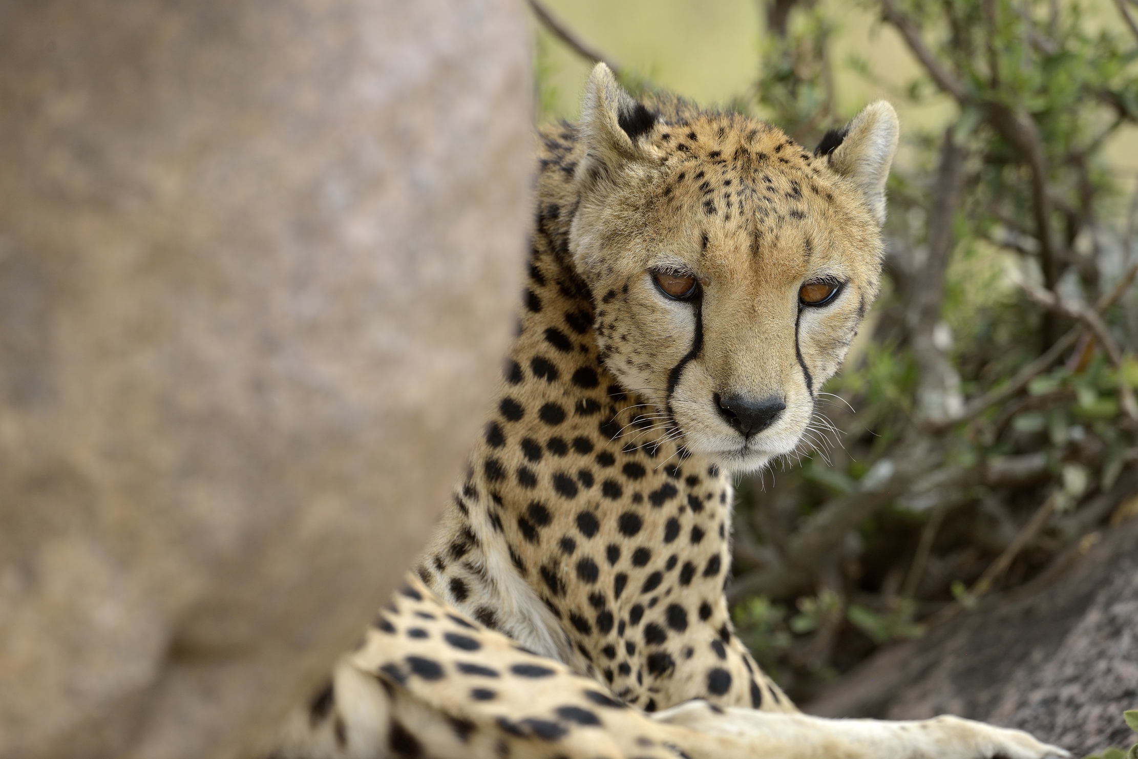 Tanzania 2015 - Dietro la roccia