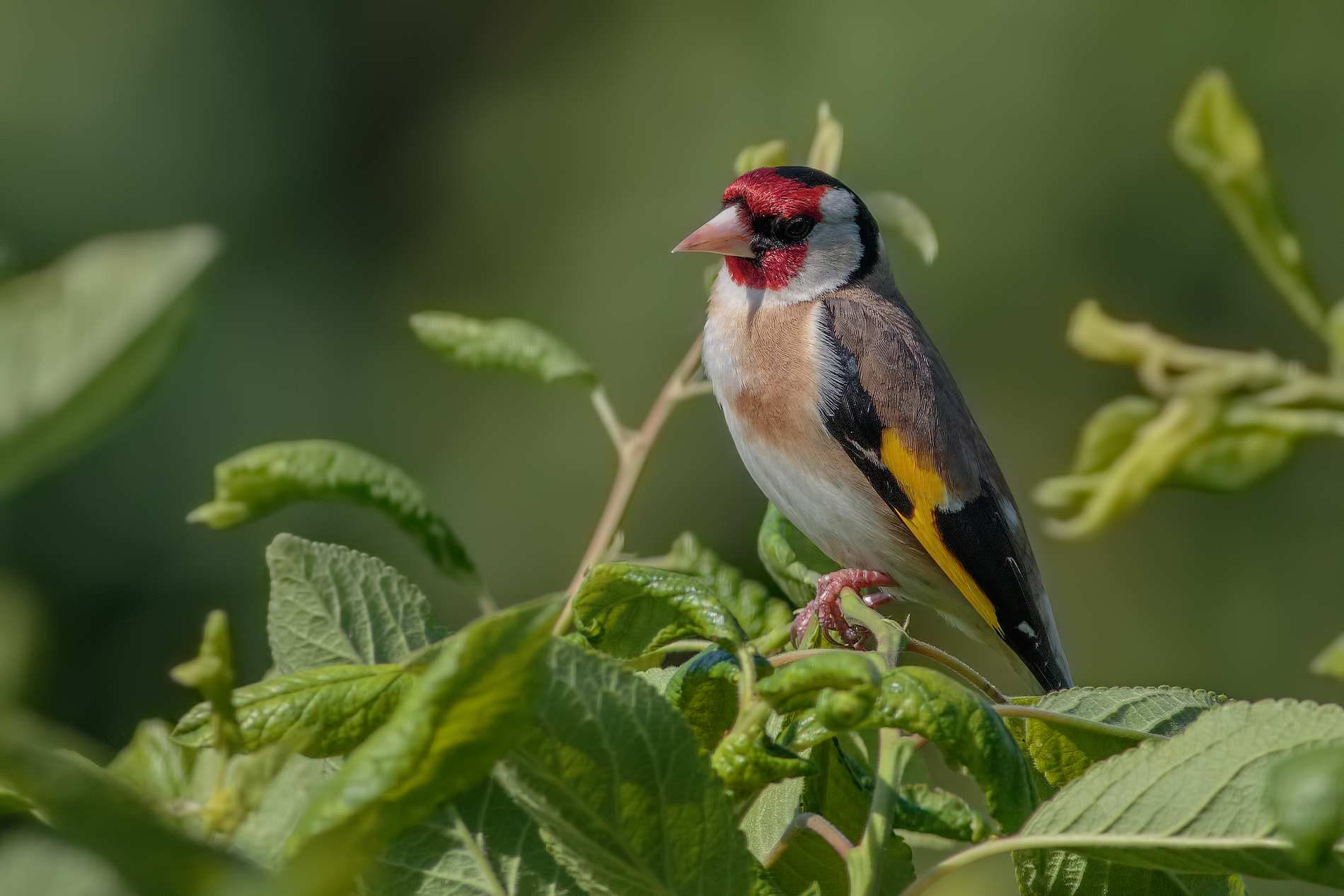 Goldfinch ...