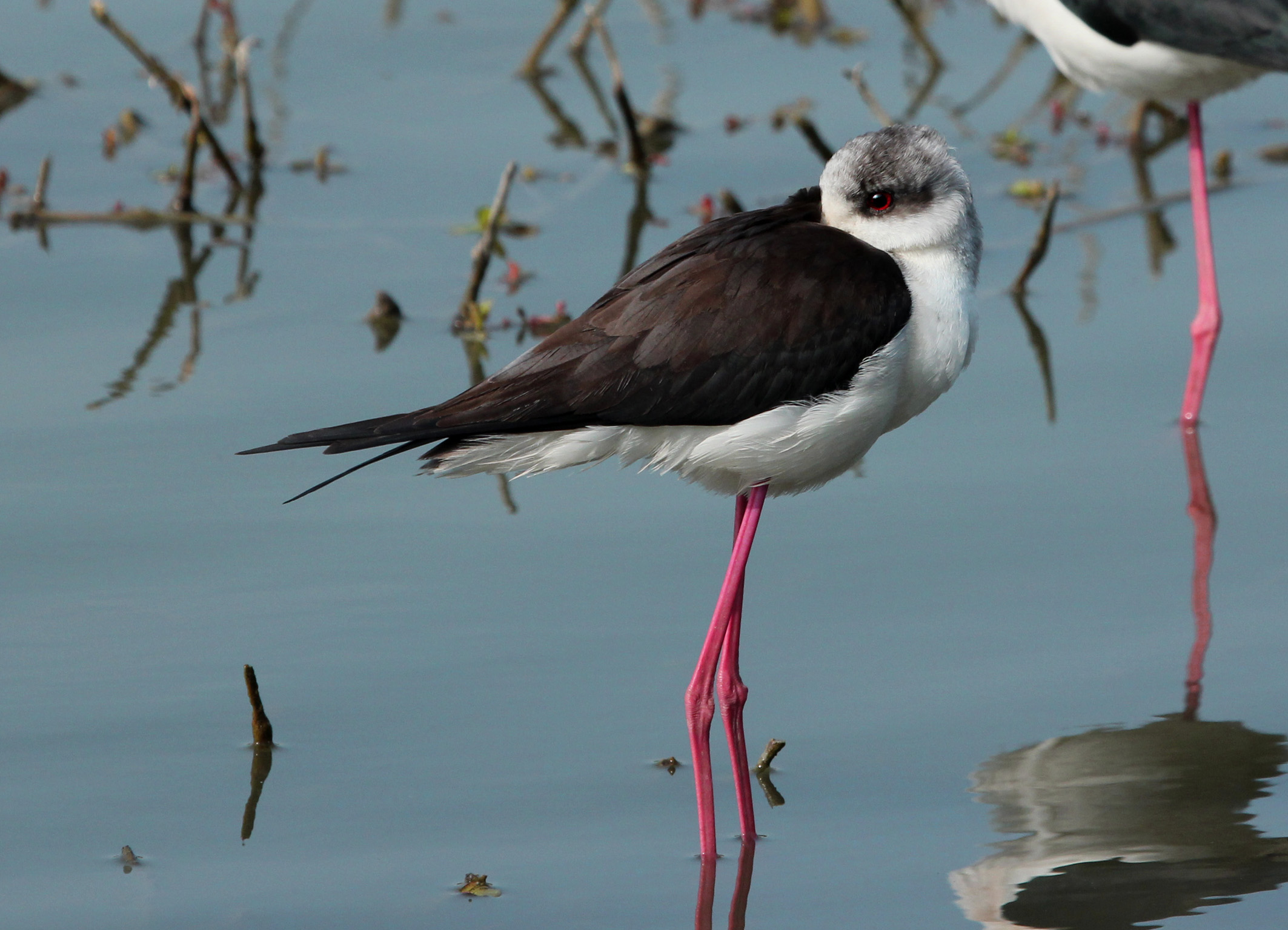 Himantopus himantopus